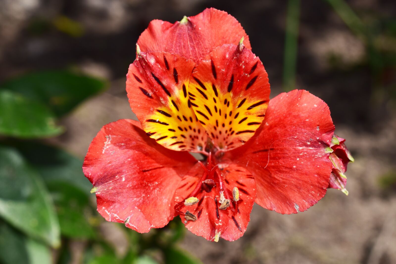 Nikon D5300 sample photo. Flower, red, red flowers photography