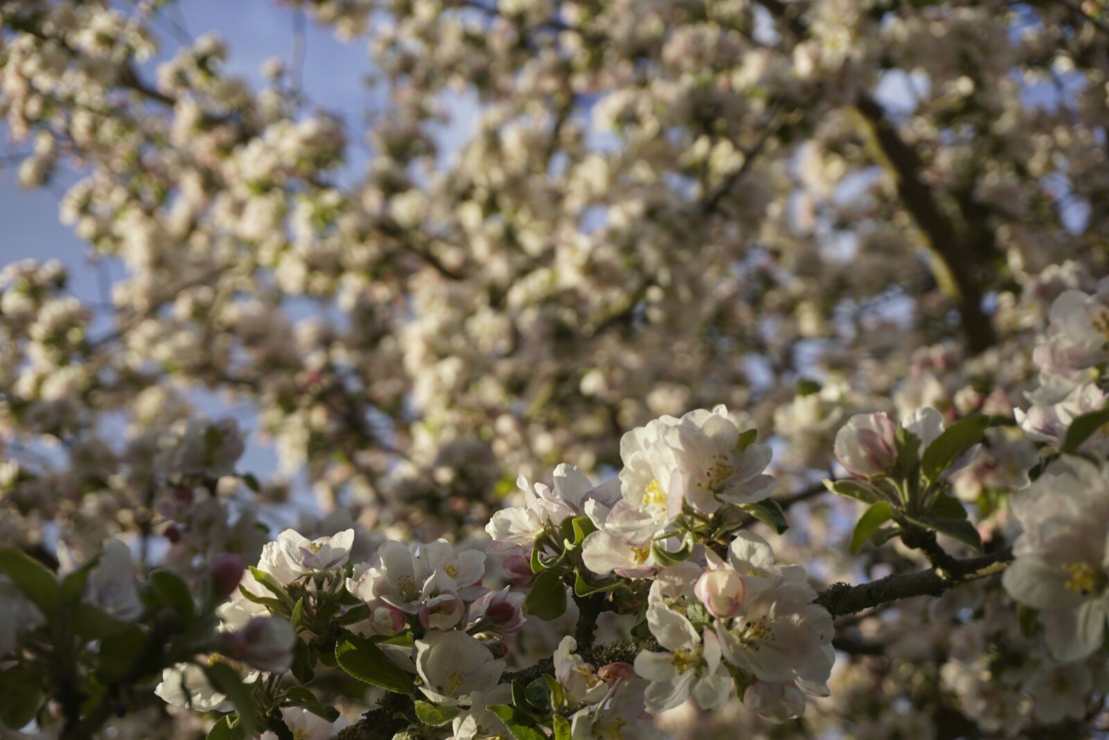 Sony a6000 sample photo. Apfel, baum, blüte photography