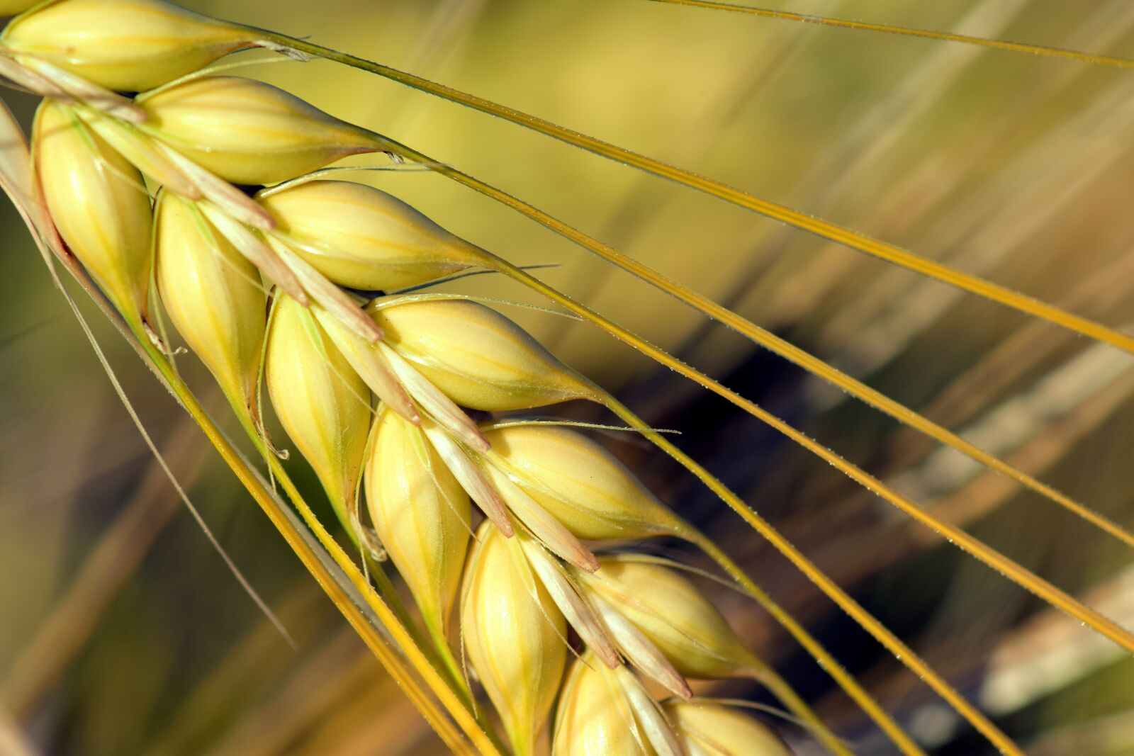 Nikon D3300 sample photo. Cereals, cornfield, field photography