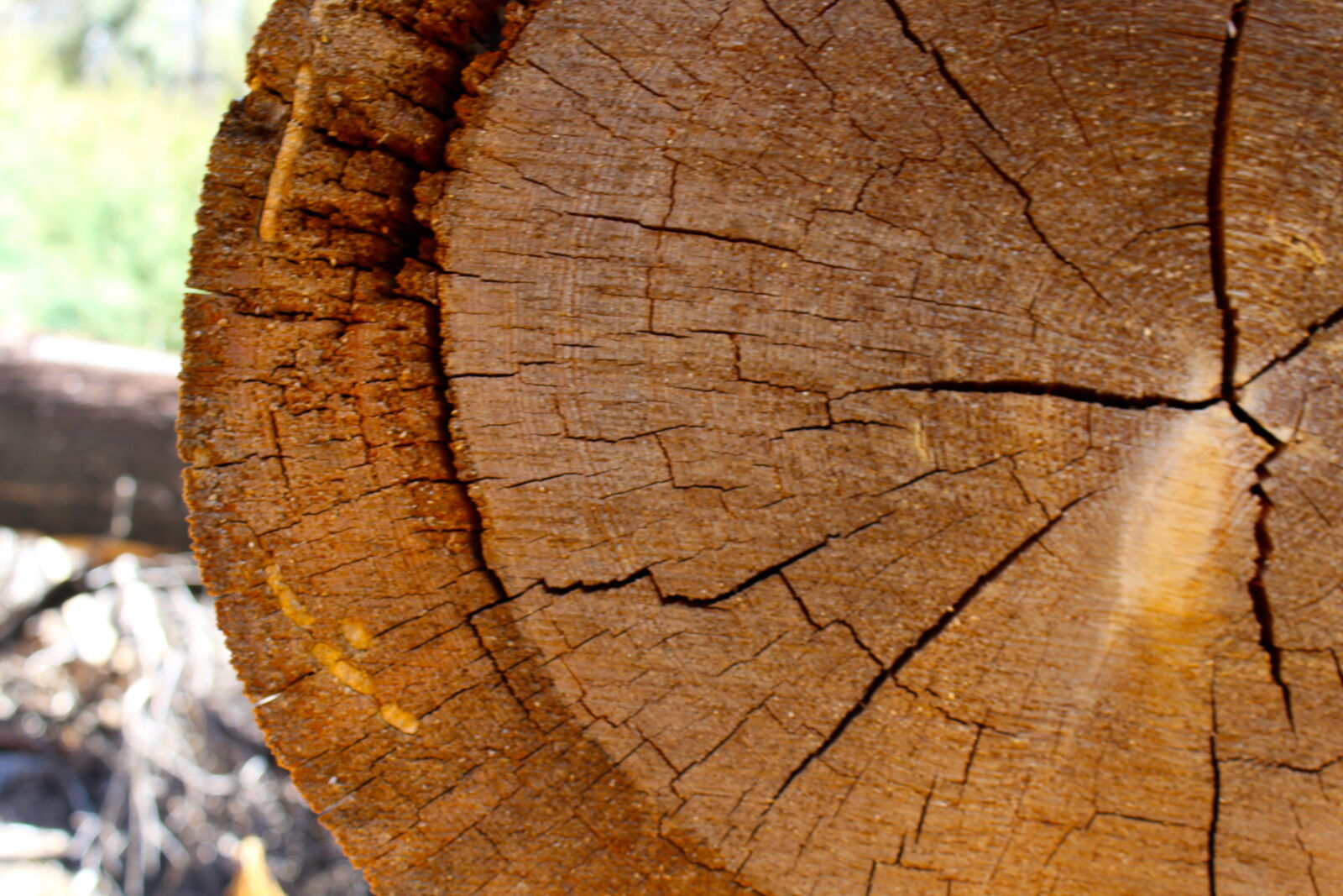 Canon EOS 1200D (EOS Rebel T5 / EOS Kiss X70 / EOS Hi) sample photo. Cracks, lumber, tree, tree photography