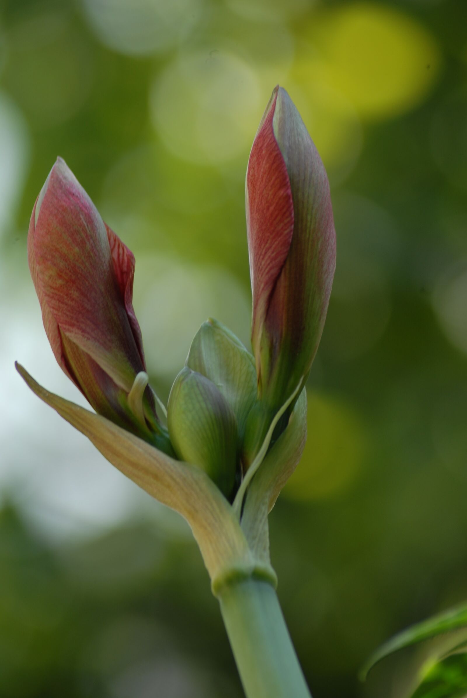 Nikon D200 sample photo. Texture, branch, tree photography