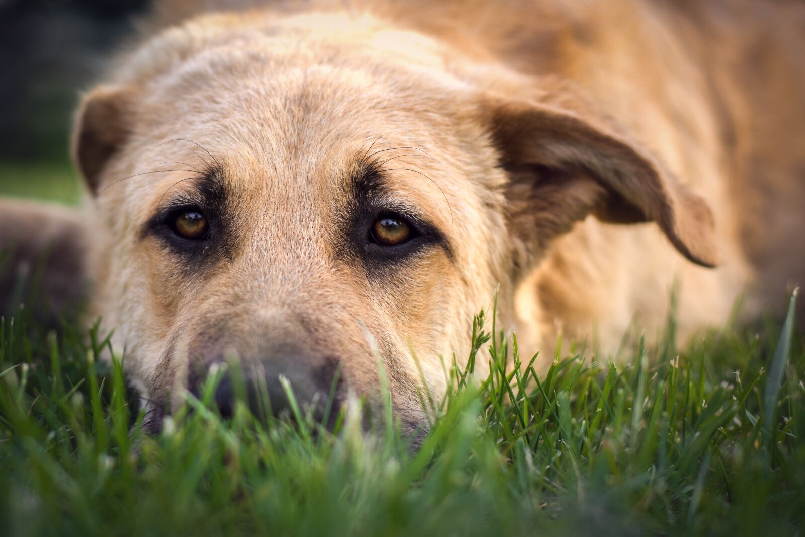 Nikon D7200 sample photo. Dog, dog portrait, pet photography