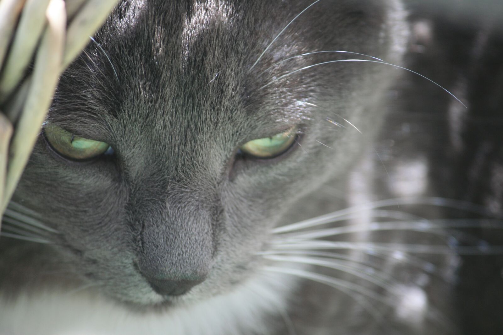 Canon EOS 400D (EOS Digital Rebel XTi / EOS Kiss Digital X) sample photo. Cat, grey, cat face photography