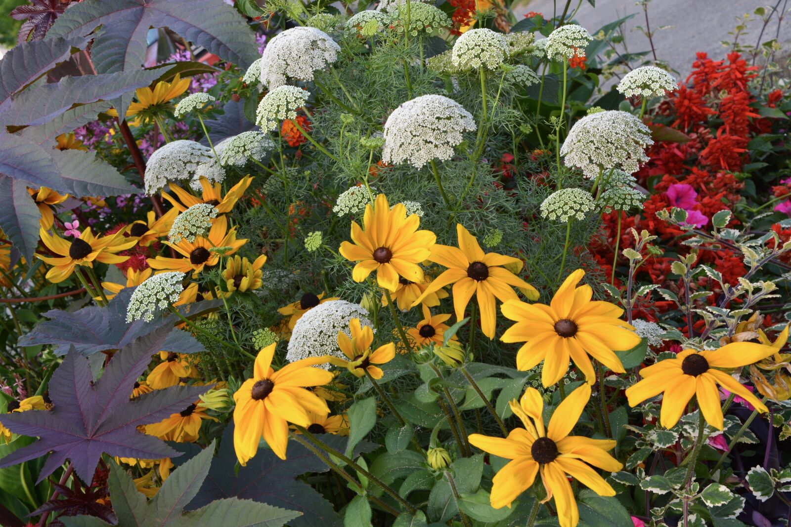 Nikon D5200 sample photo. Massive flowers, summer, yellow photography