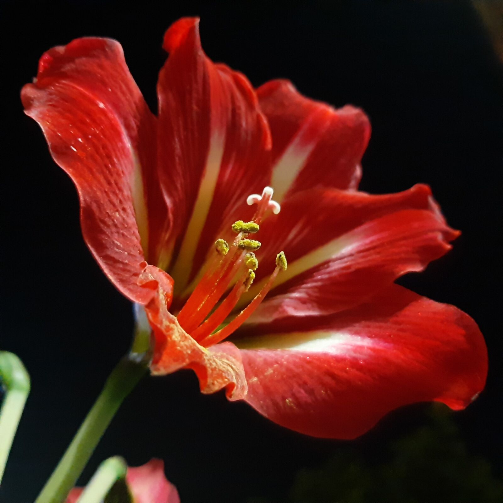 Samsung SM-A505F sample photo. Beautiful red lily, red photography