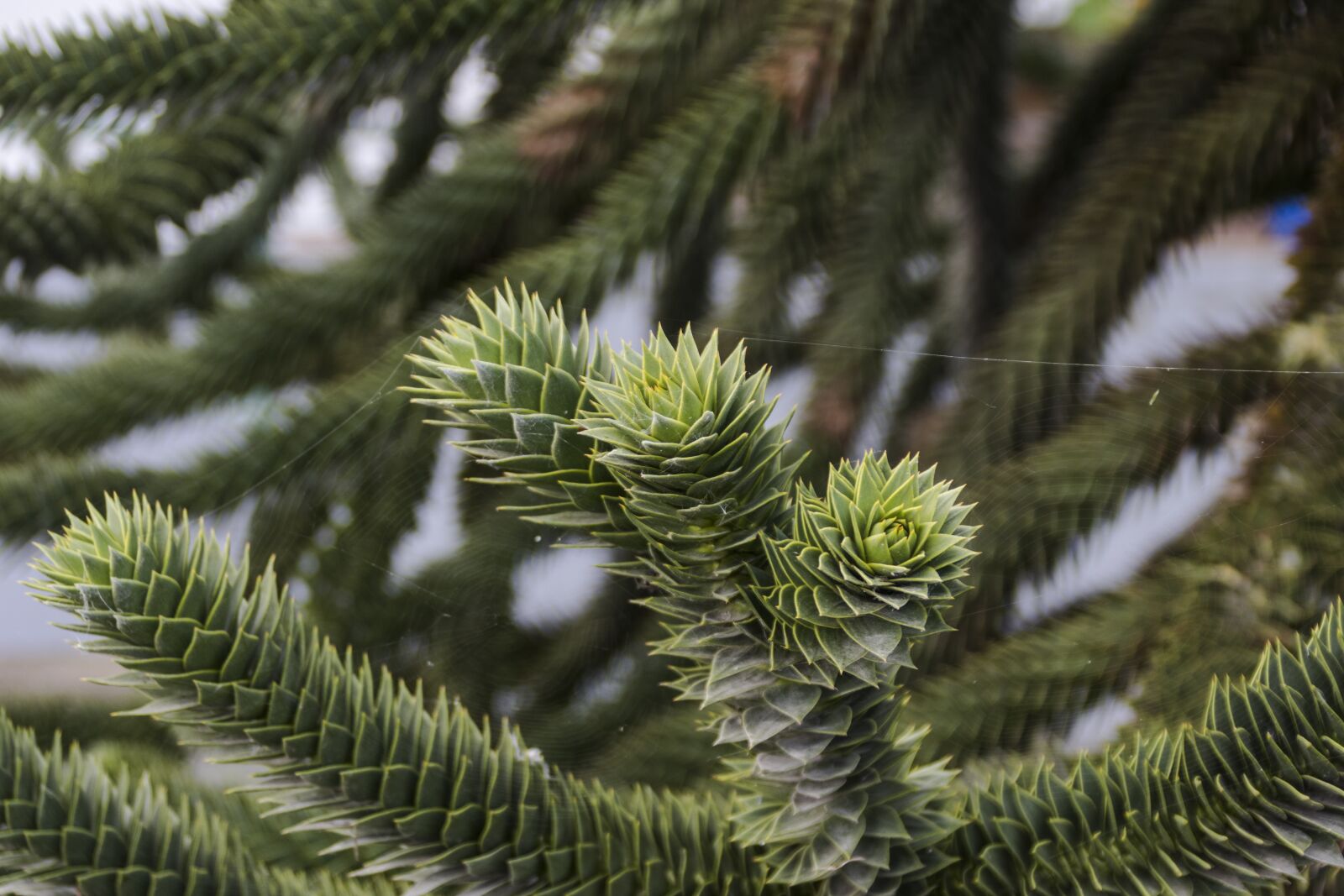 Canon EOS 80D sample photo. Araucaria, plant, garden photography