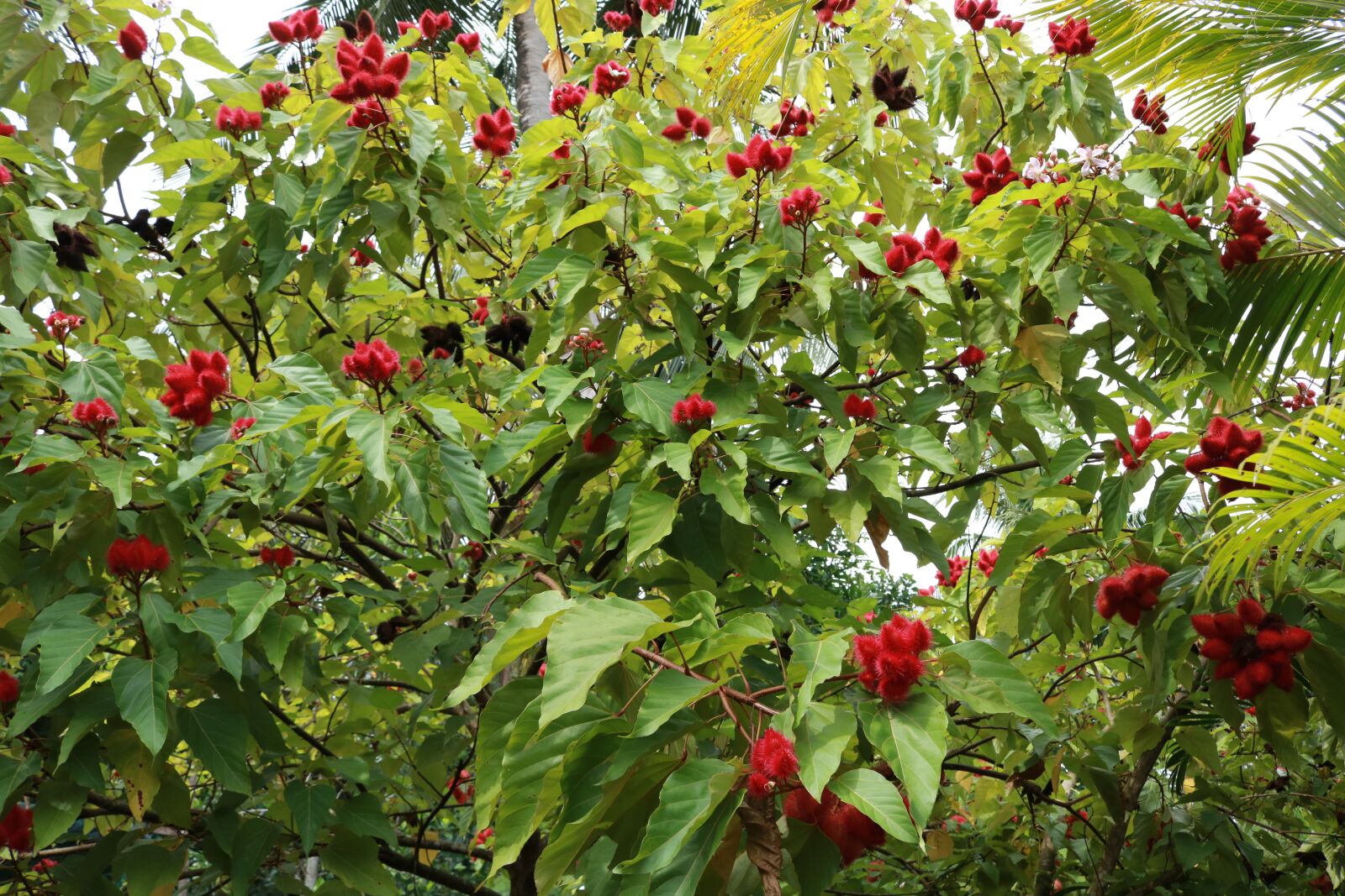 Canon EOS 750D (EOS Rebel T6i / EOS Kiss X8i) sample photo. Flowers, nature, greenery photography