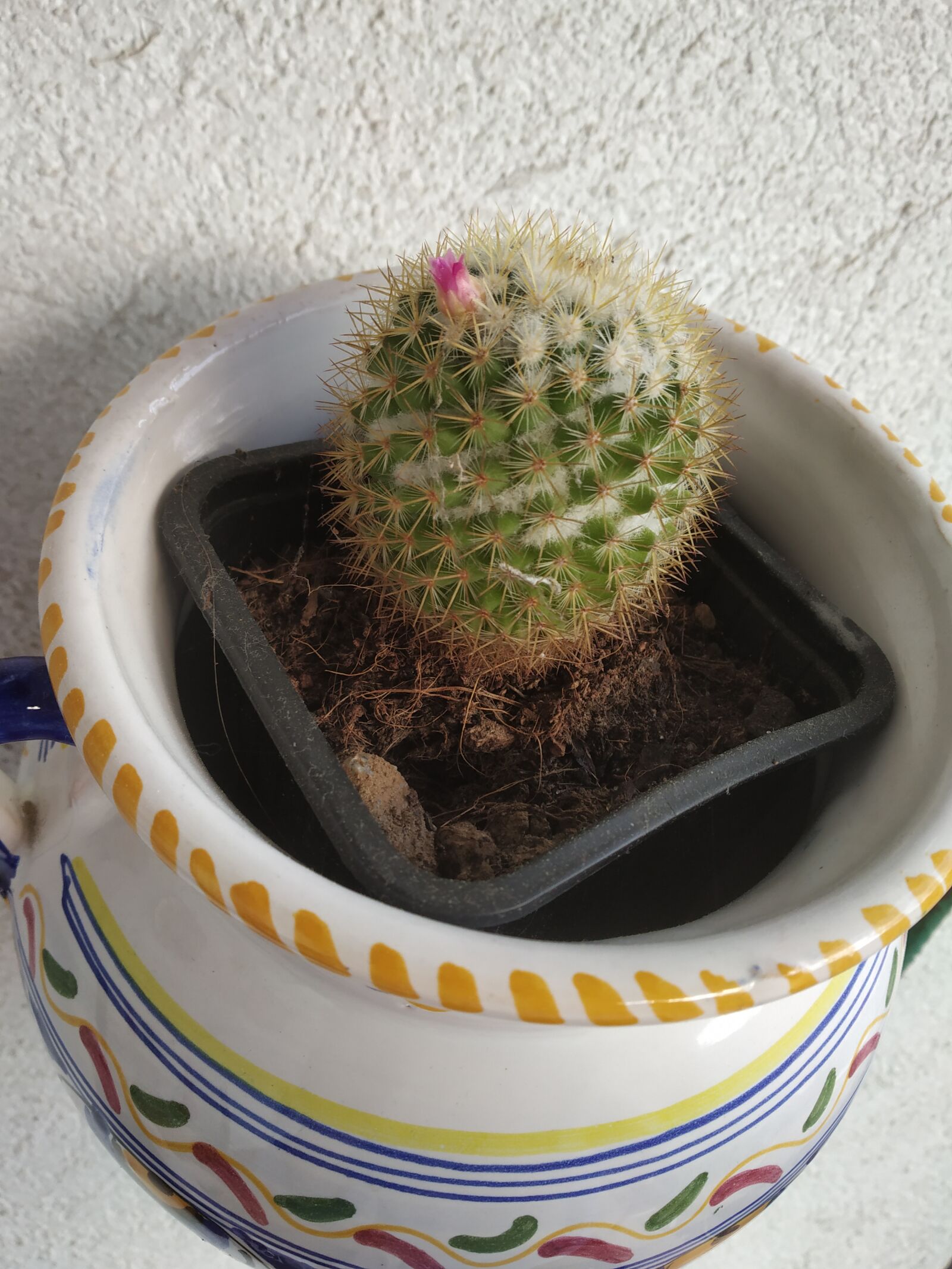 Xiaomi Redmi Note 5 Pro sample photo. Cactus, flower, flowerpot photography