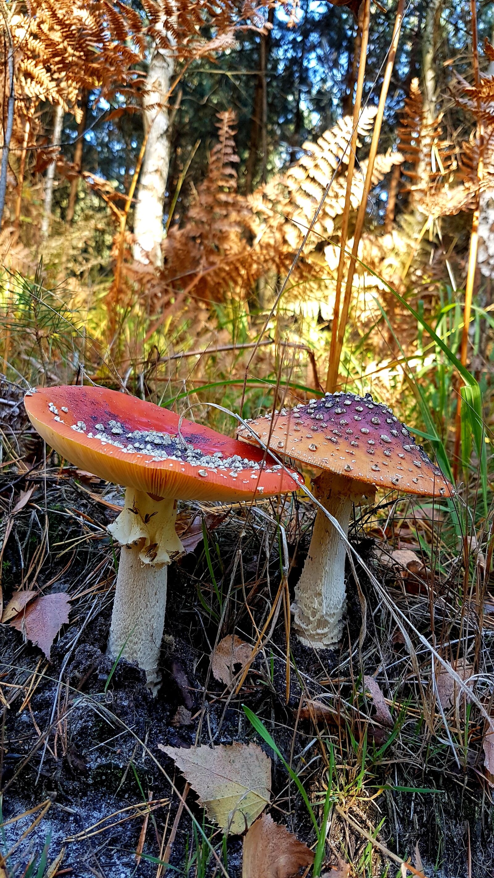 Samsung Galaxy S7 sample photo. Forest, green, grass photography