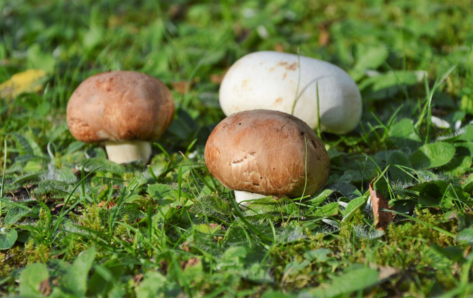 Nikon D3200 sample photo. Mushroom, egerling, disc fungus photography