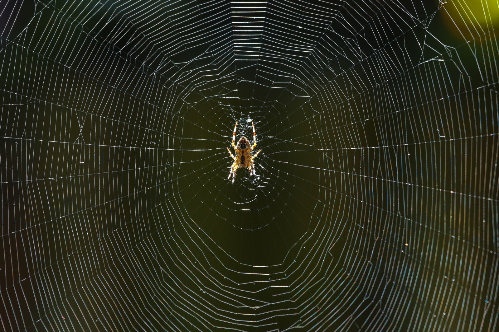 Canon EOS 5D Mark IV + Canon EF 100-400mm F4.5-5.6L IS USM sample photo. Spider, nature, spider web photography