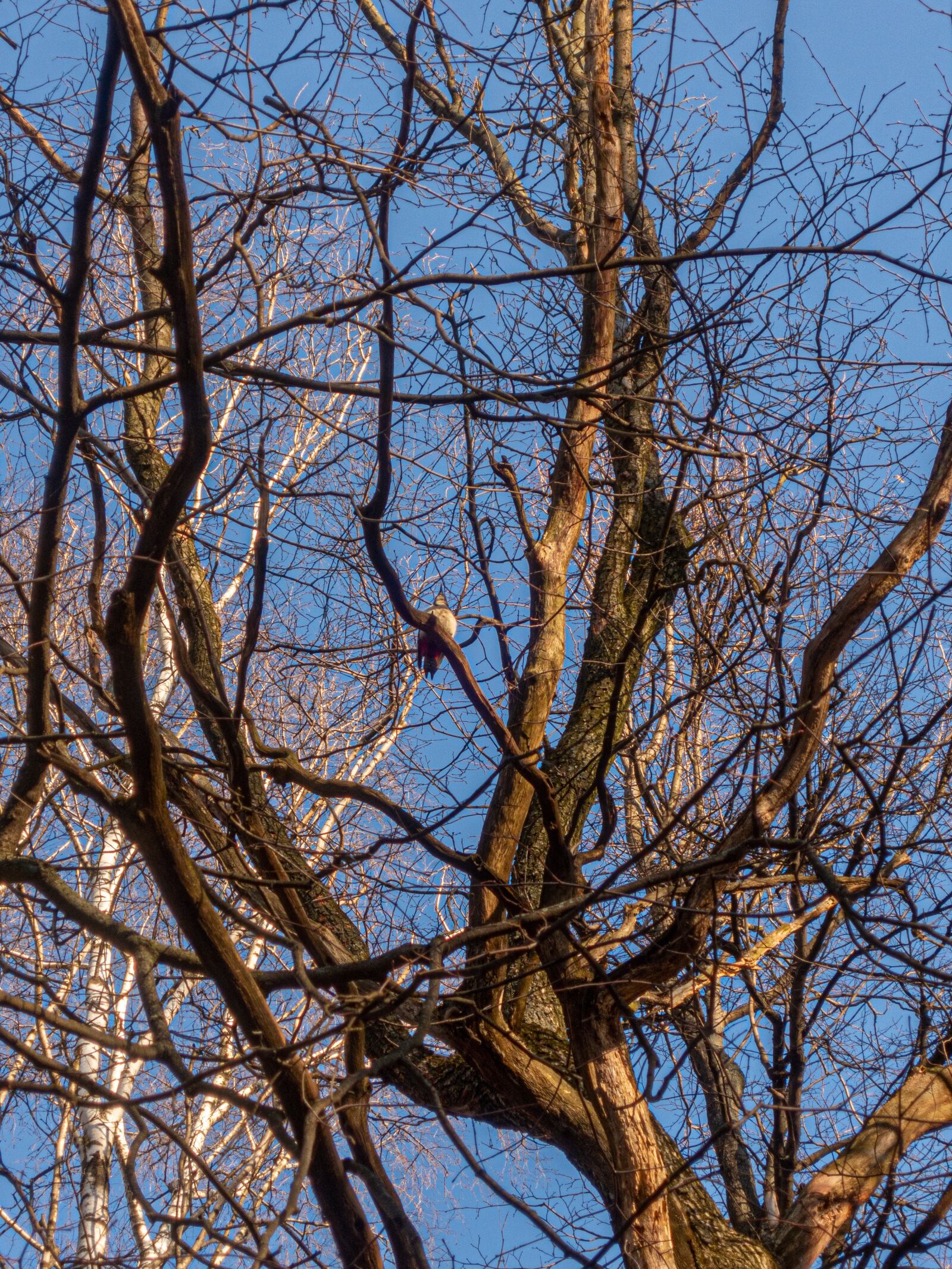 Nikon Coolpix P340 sample photo. Tree, sky, bird photography