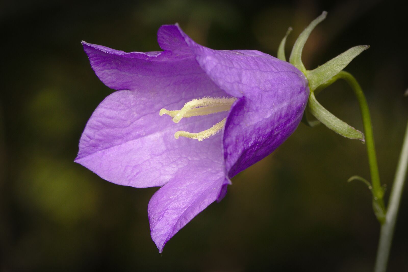 Canon EOS M5 sample photo. Bellflower, violet, blossom photography