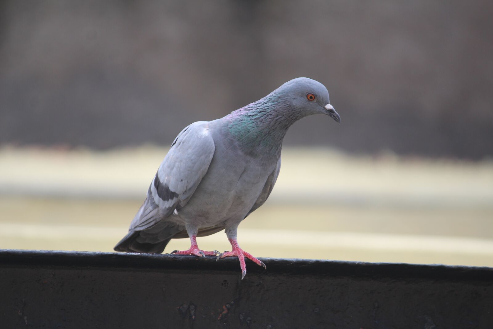 Canon EOS 1200D (EOS Rebel T5 / EOS Kiss X70 / EOS Hi) sample photo. Pigeon, columba, looking for photography