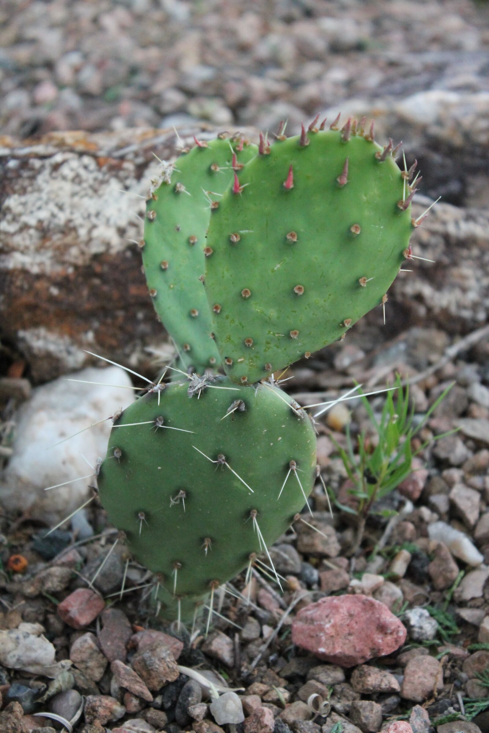 Canon EOS 1100D (EOS Rebel T3 / EOS Kiss X50) sample photo. Cactus, cacti, southwest photography