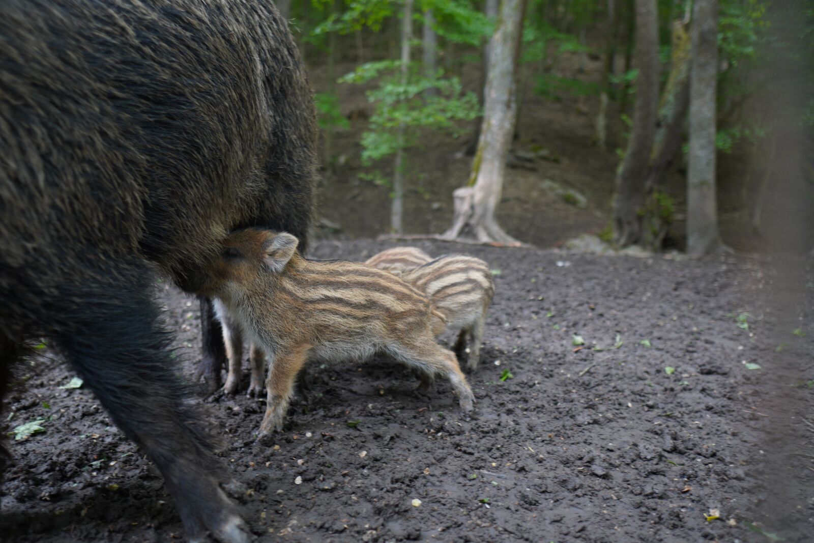 Sony a6400 + Sigma 16mm F1.4 DC DN | C sample photo. Wild boar, pig, sows photography