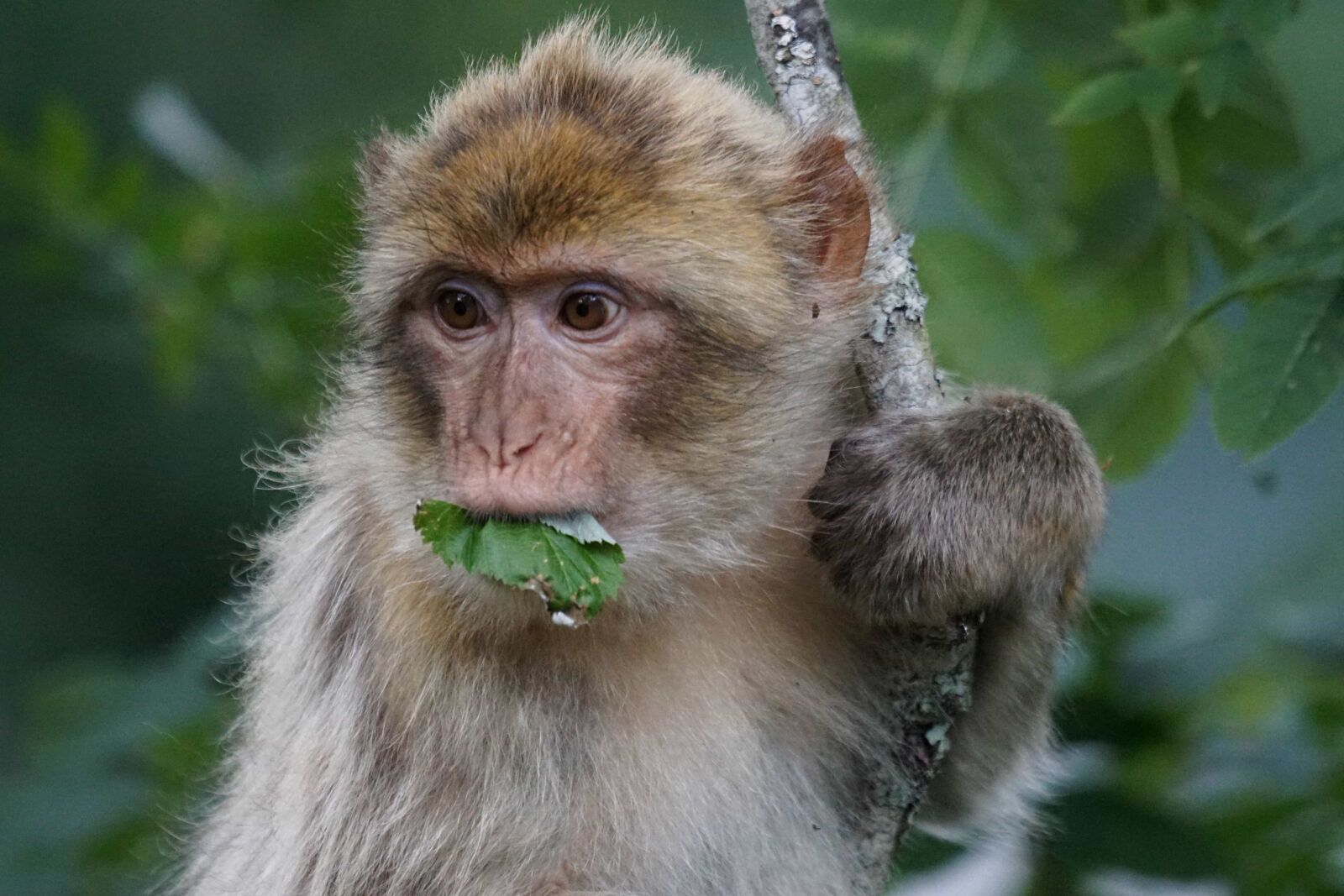 Sony ILCA-77M2 sample photo. Cute, monkey, nature, animal photography