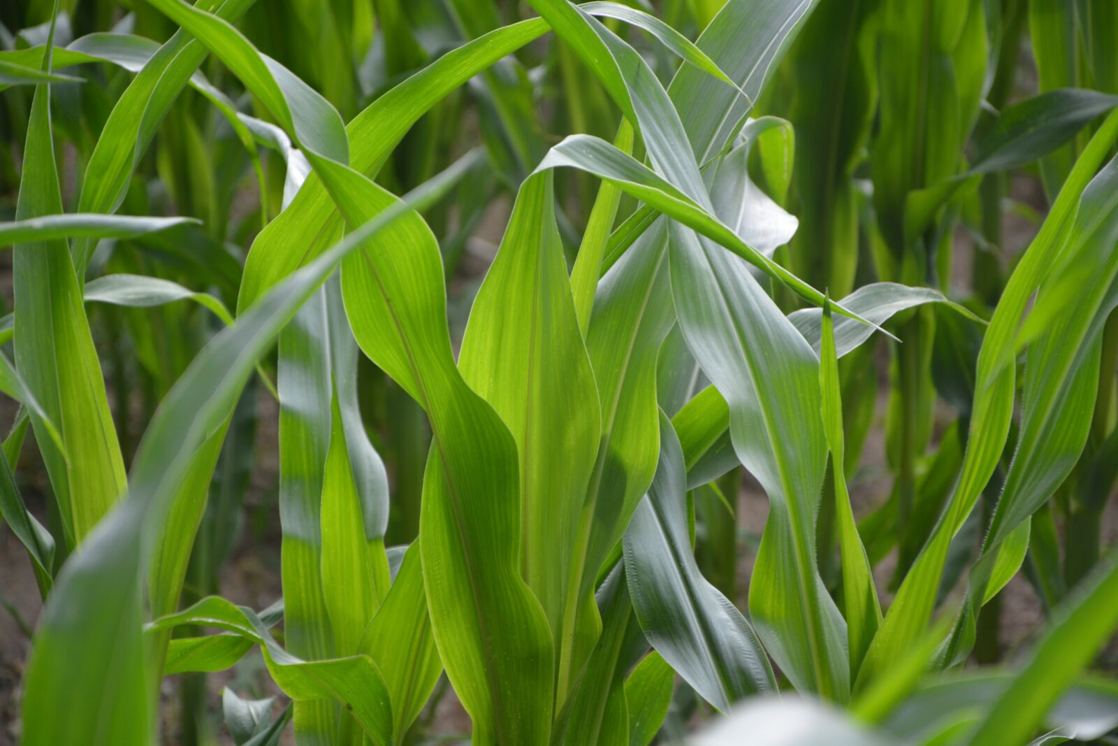 Nikon D5200 sample photo. Corn husks, agriculture, green photography