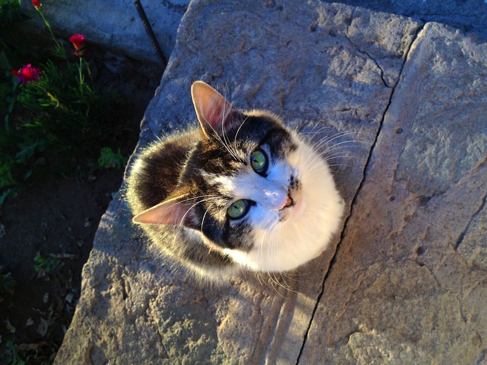 Apple iPhone 4S sample photo. Cat, green eyes, looking photography