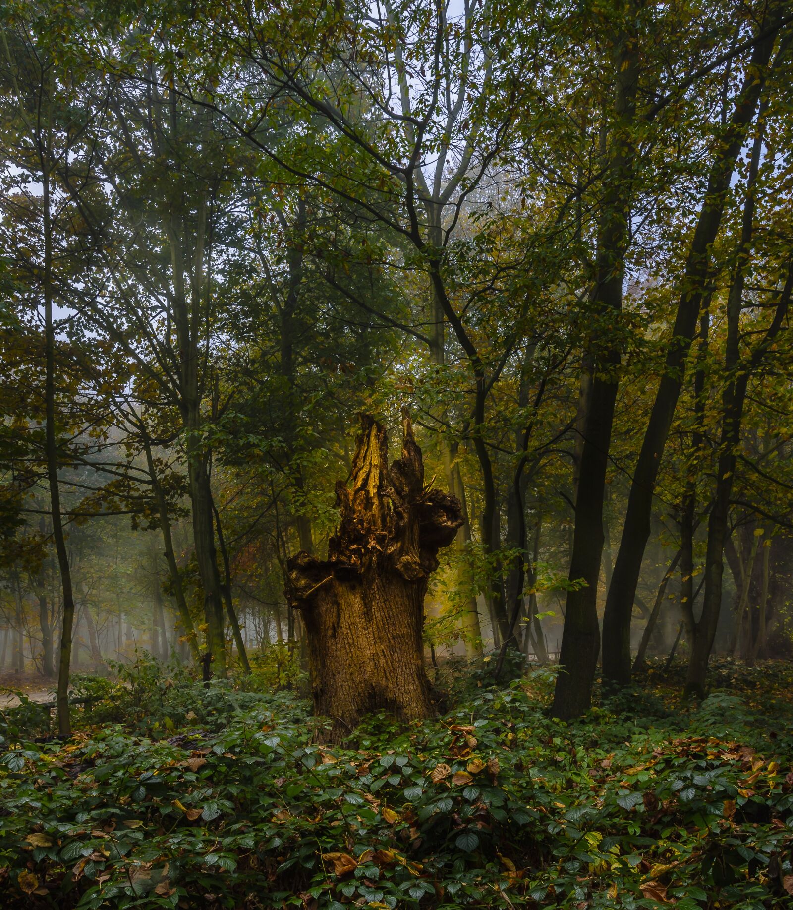 Nikon D7200 sample photo. Landscape, forest, glow photography