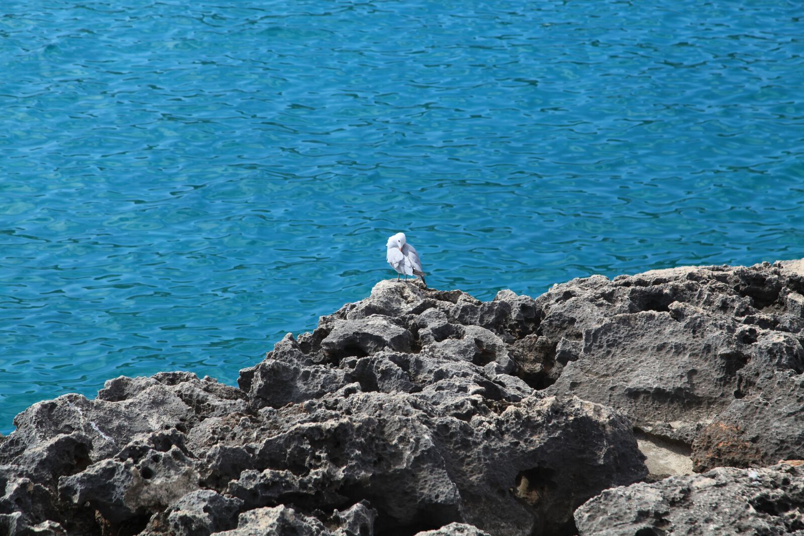 Canon EOS 5D Mark II sample photo. Seagull, birds, animal photography