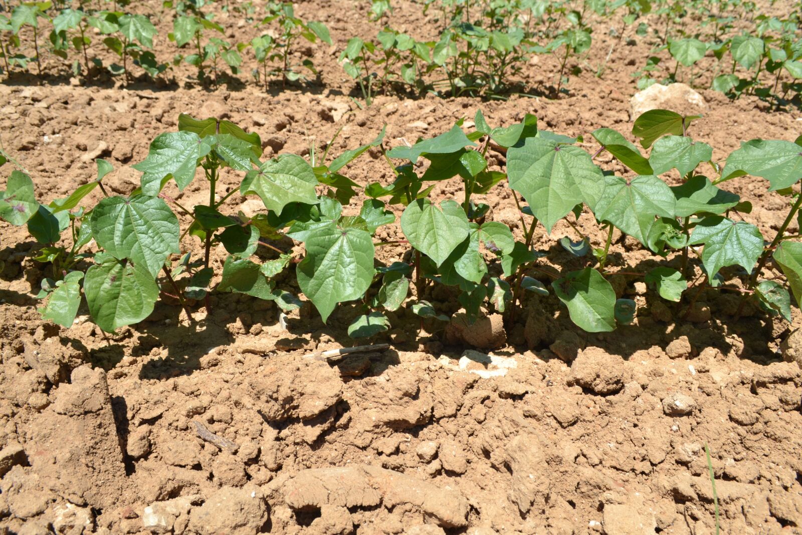 Nikon D3100 sample photo. Development, vegetative, cotton photography