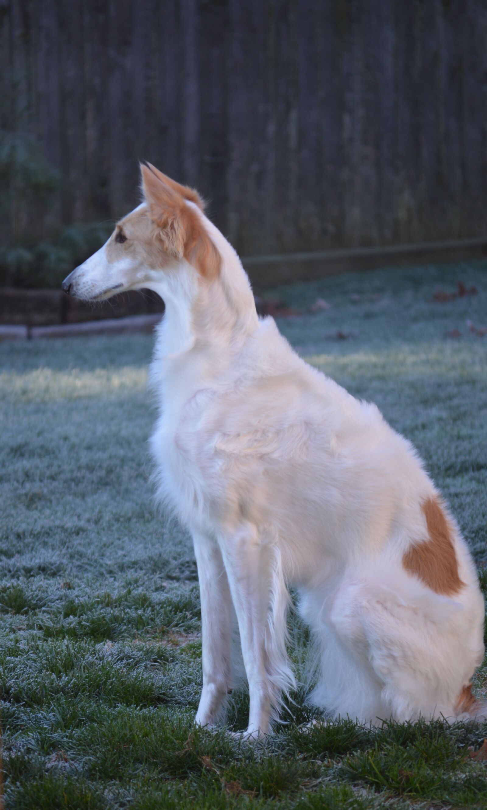 Nikon D5200 sample photo. Russian wolfhound, borzoi, breed photography