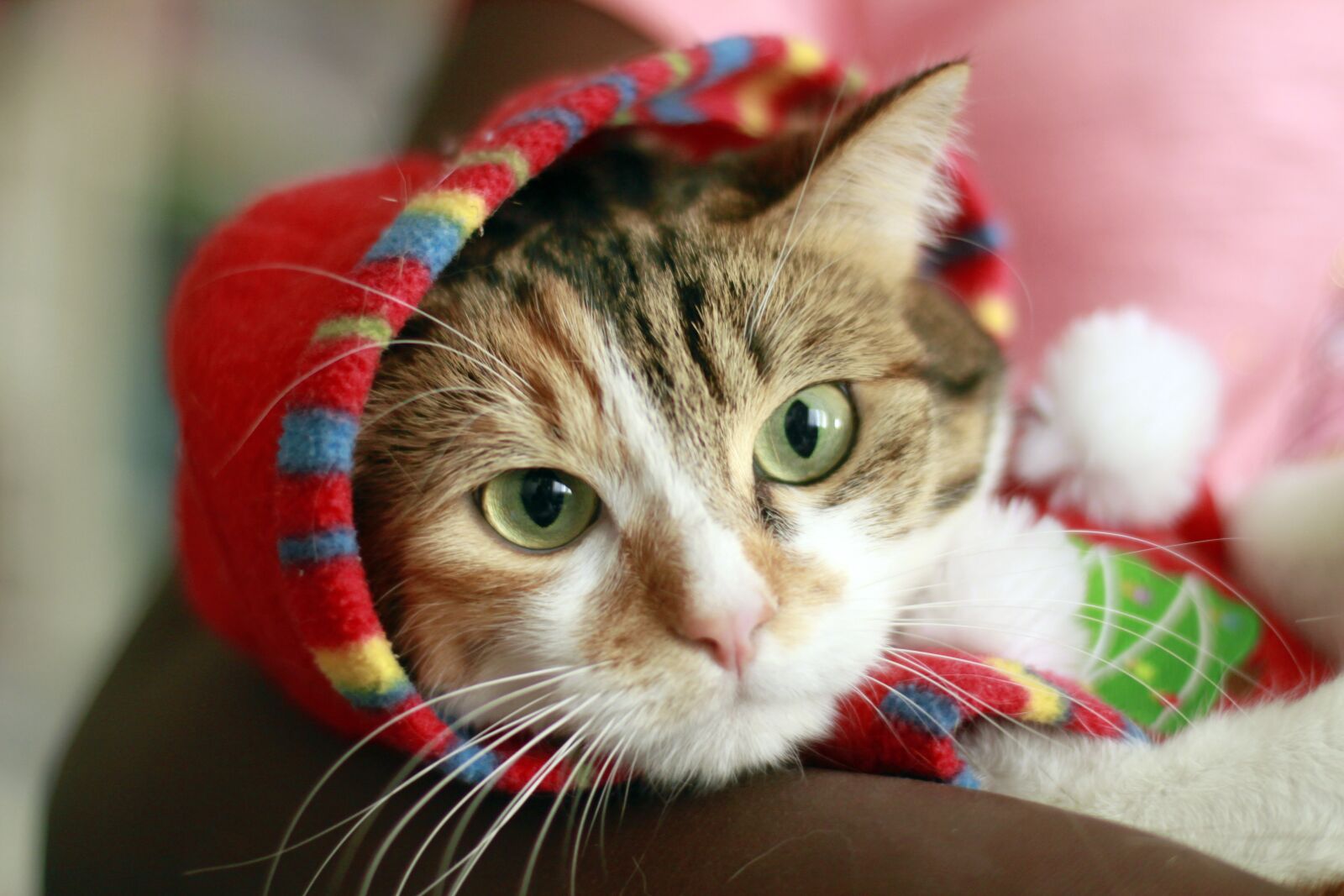 Canon EOS 500D (EOS Rebel T1i / EOS Kiss X3) sample photo. Cute, portrait, kitten photography