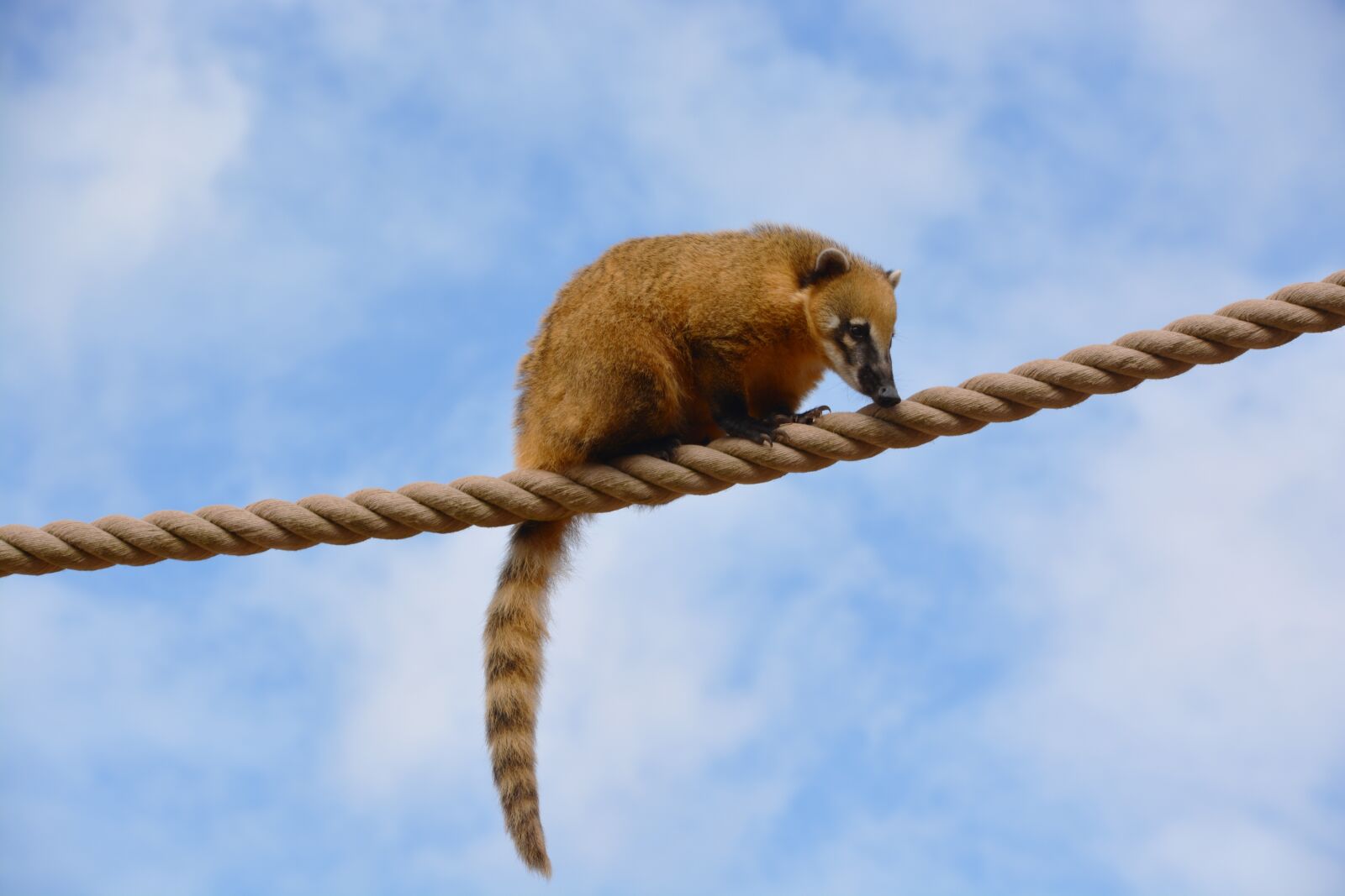 Nikon D5200 sample photo. Coati, ring-tailed coati, animal photography