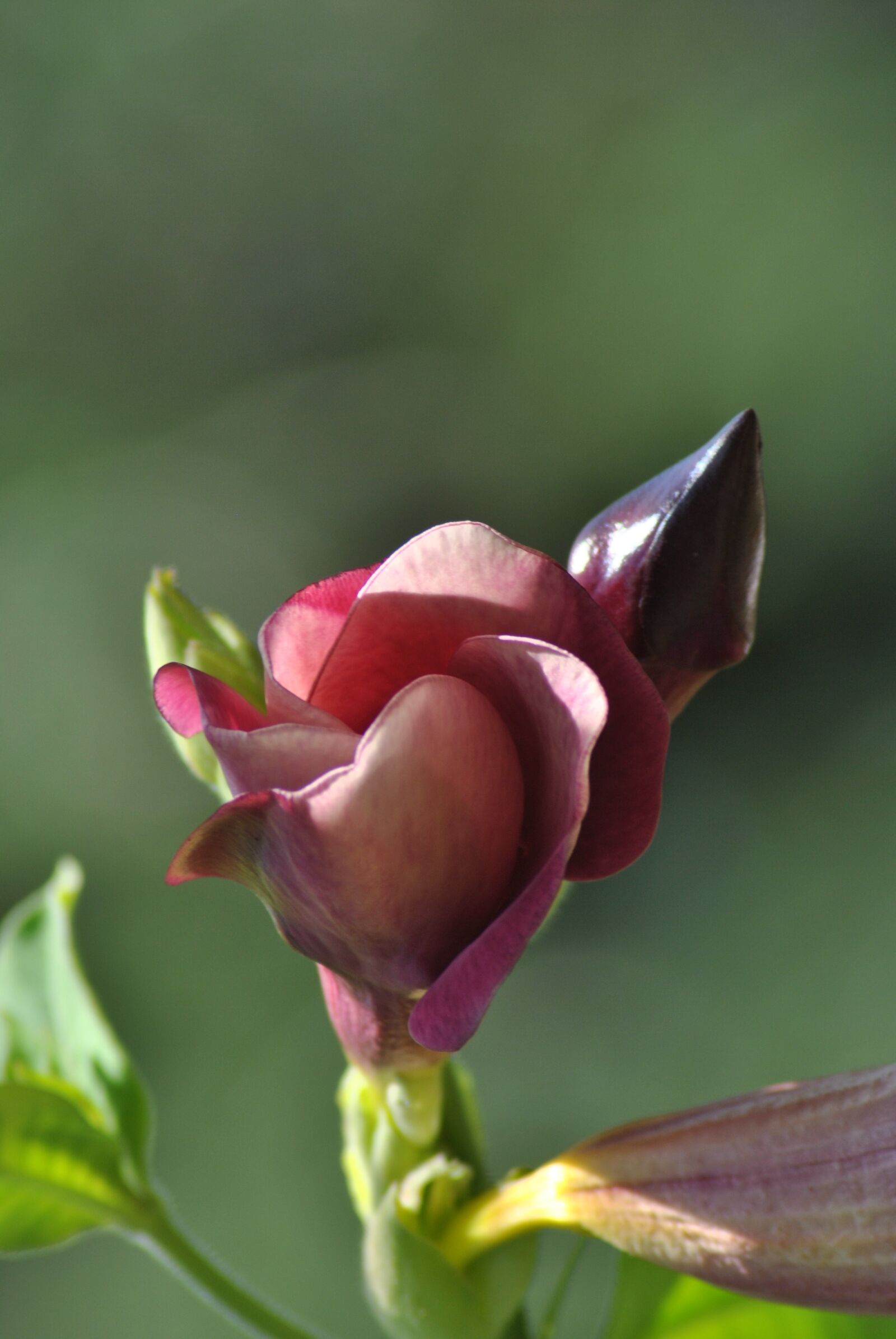 Nikon D3000 sample photo. Flower, flora, nature photography
