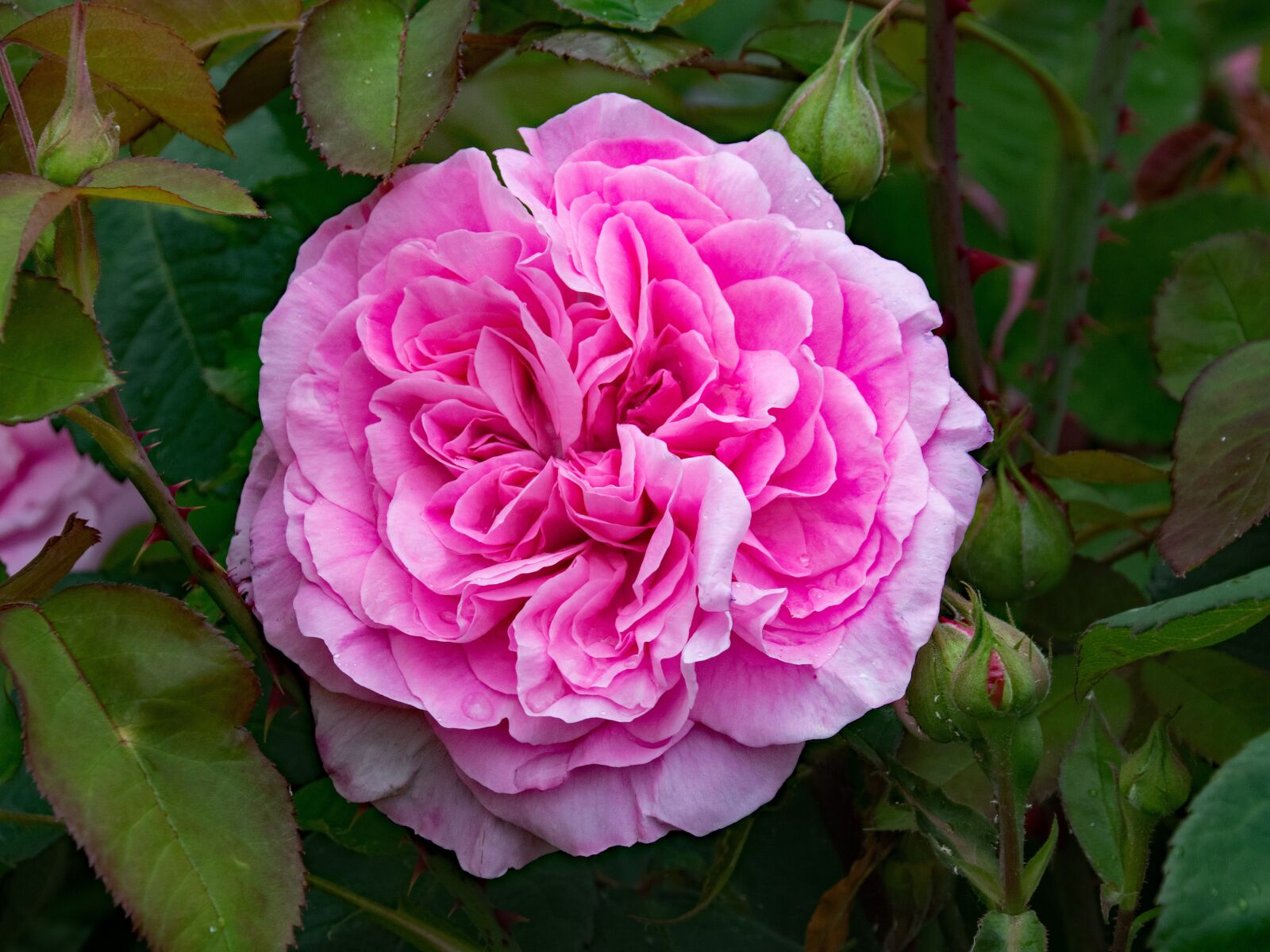 Nikon D5300 sample photo. English, rose, gertrude jekyll photography