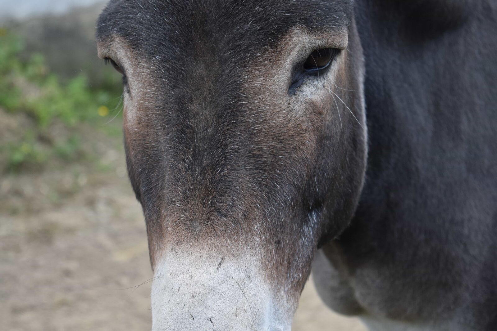 Nikon D3300 sample photo. Nature, animal, brown, donkey photography