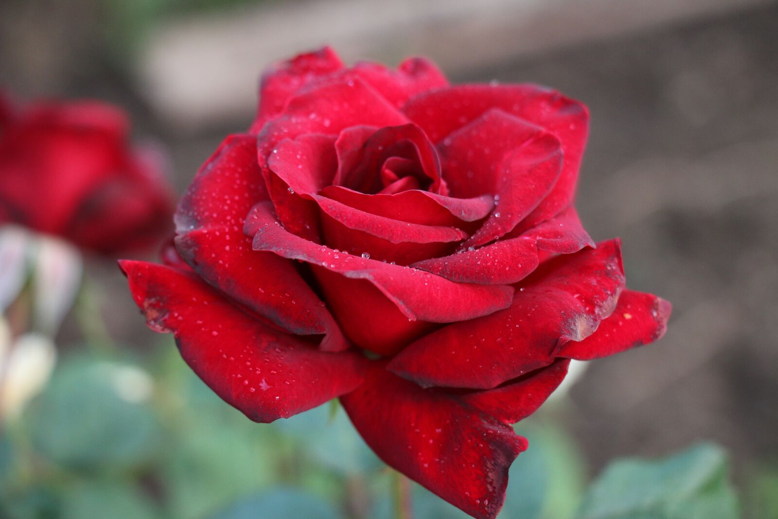 Canon EOS 70D sample photo. Rose, love, red rose photography