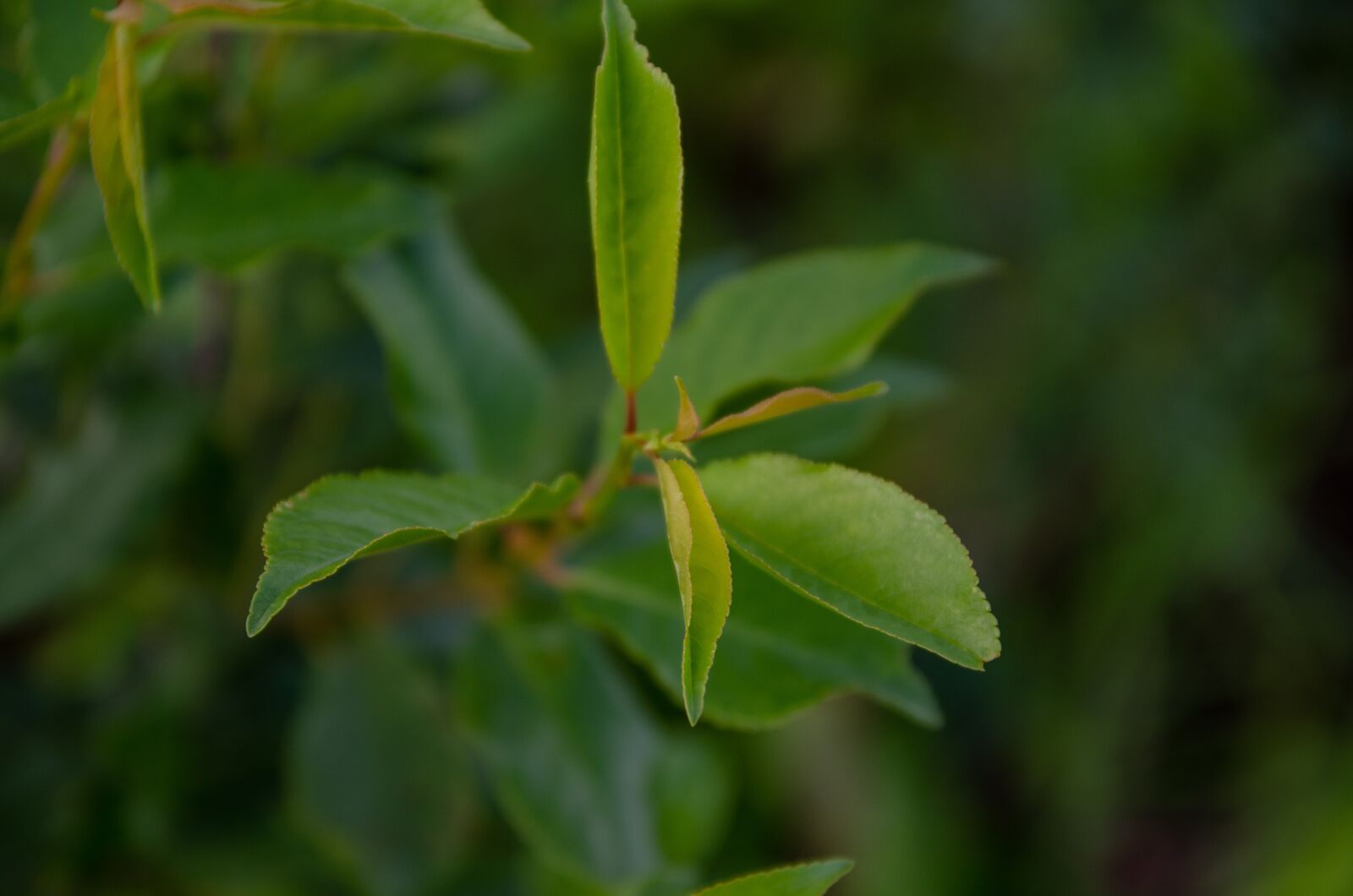 Nikon D7000 sample photo. Branch, cherry, green photography