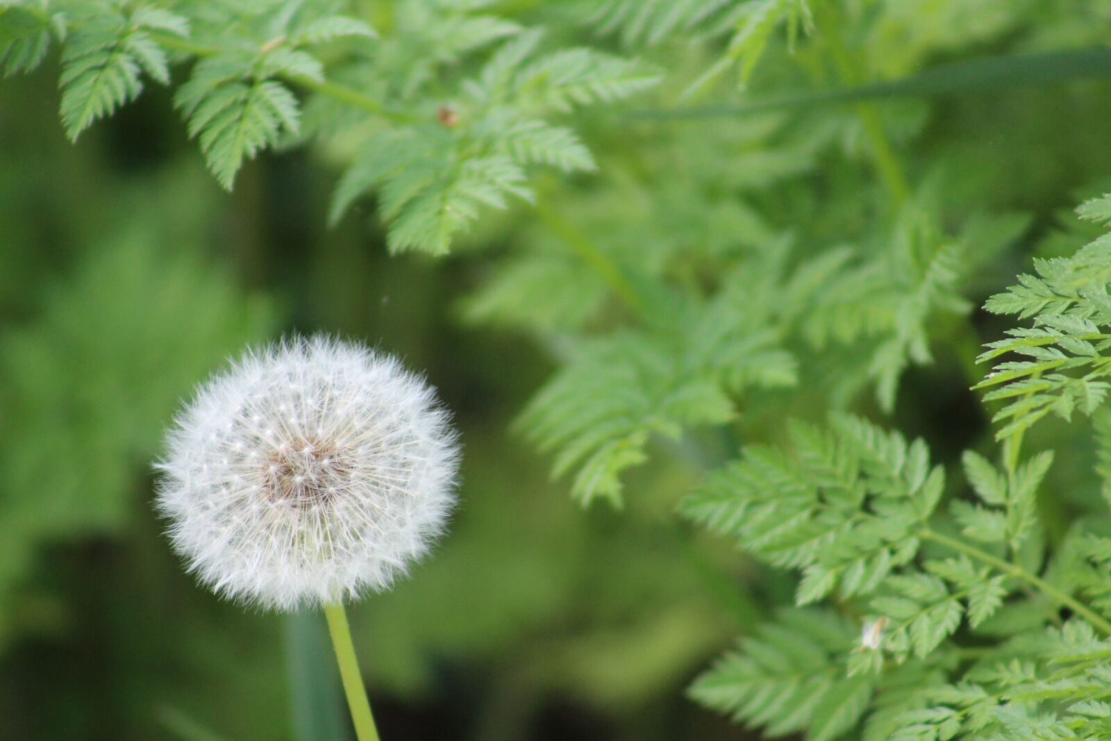 Canon EOS 1300D (EOS Rebel T6 / EOS Kiss X80) + Canon EF 75-300mm f/4-5.6 sample photo. Dandelion, white flower, foreground photography