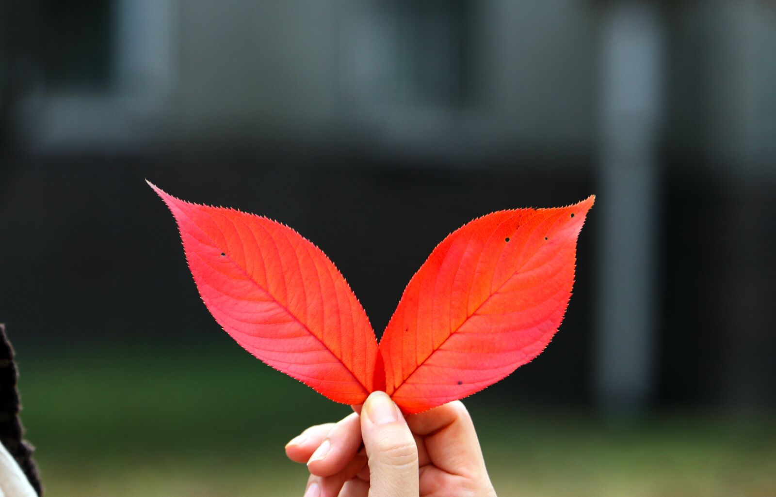 Canon EOS 5D sample photo. Autumn leaves, autumn, red photography