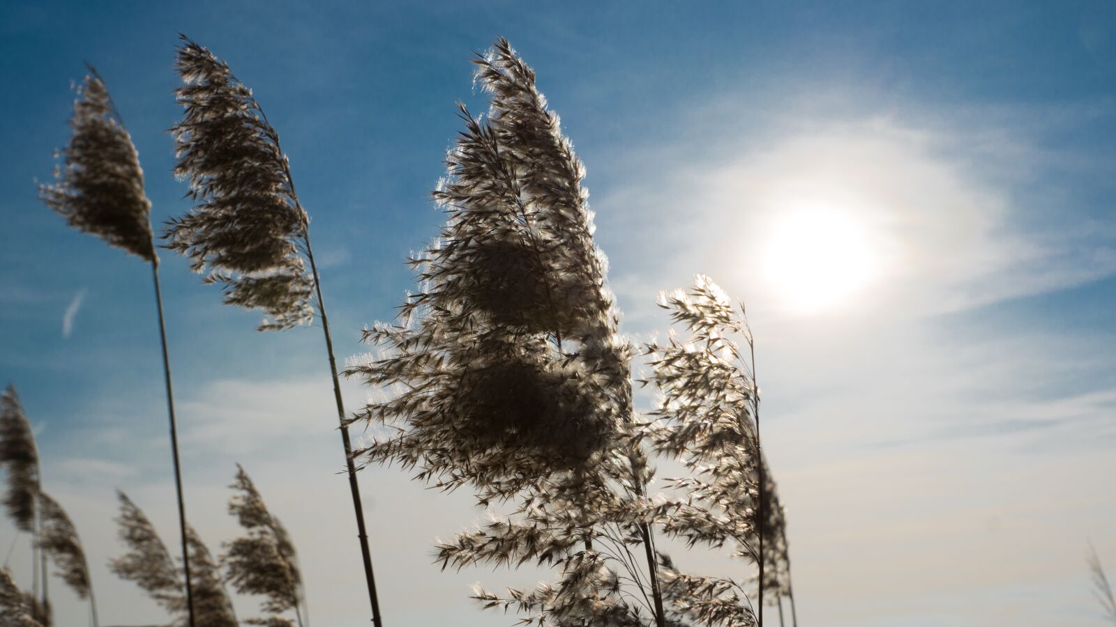 Sony DT 16-50mm F2.8 SSM sample photo. Clouds, landscap, nature, reed photography