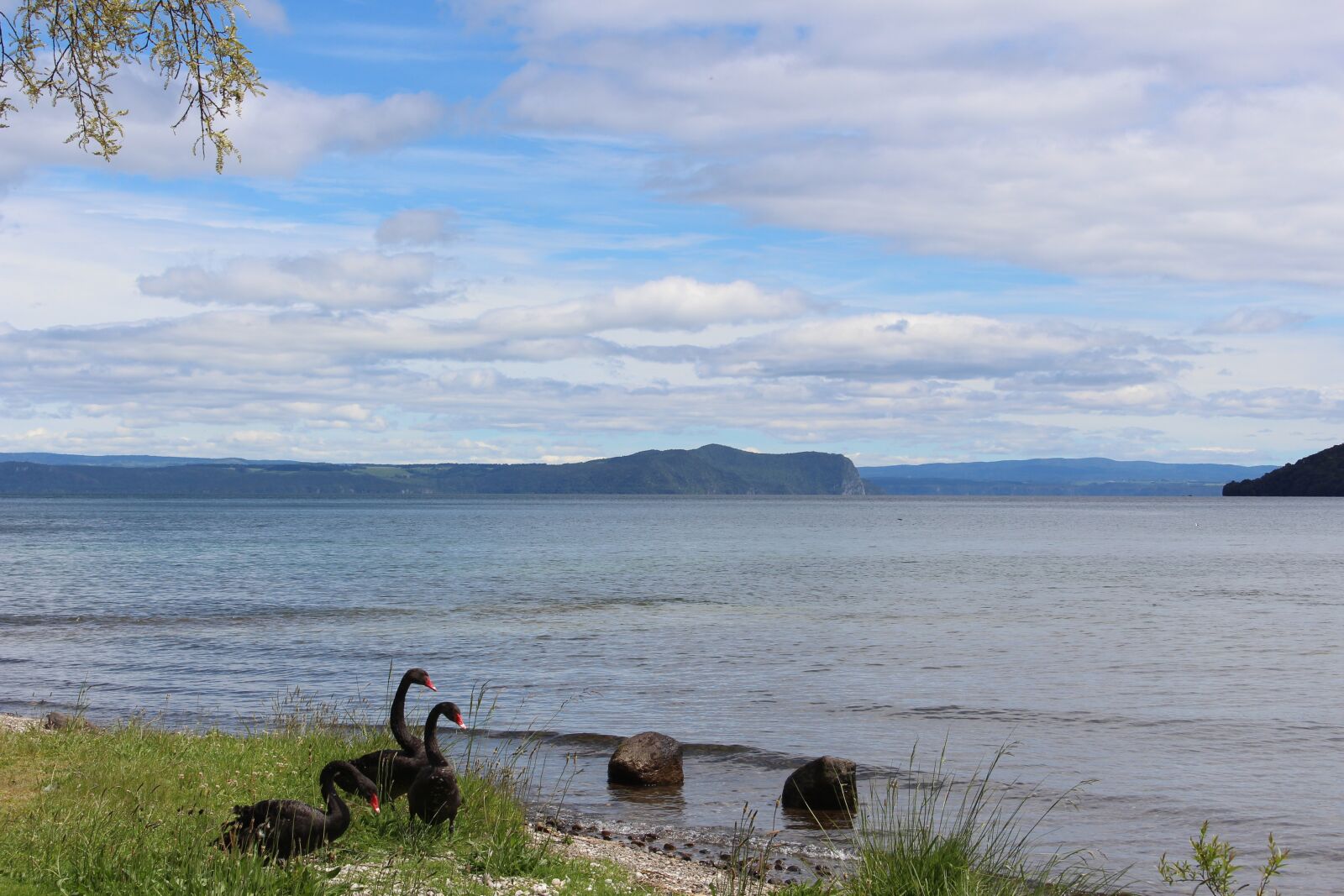 Canon EOS 700D (EOS Rebel T5i / EOS Kiss X7i) sample photo. Lake, swan, water photography