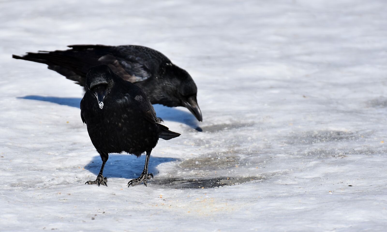 Nikon D7200 sample photo. Crow, raven bird, black photography