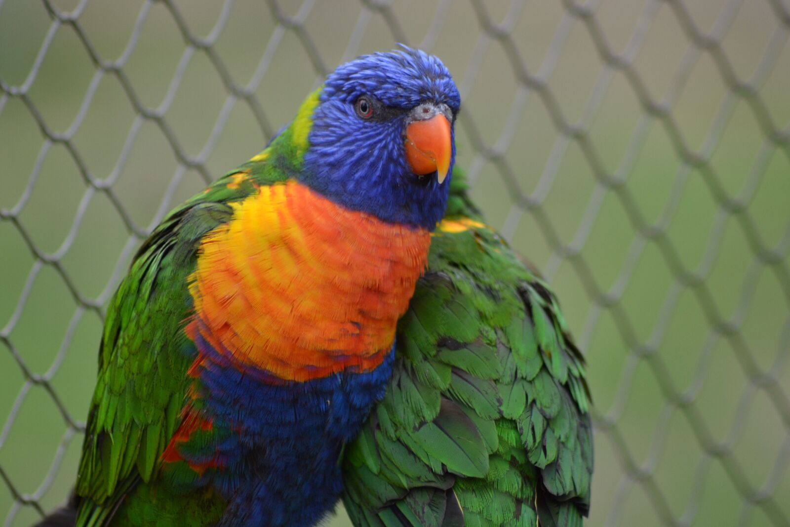 Nikon D3100 sample photo. Parrot, bird, colorful photography