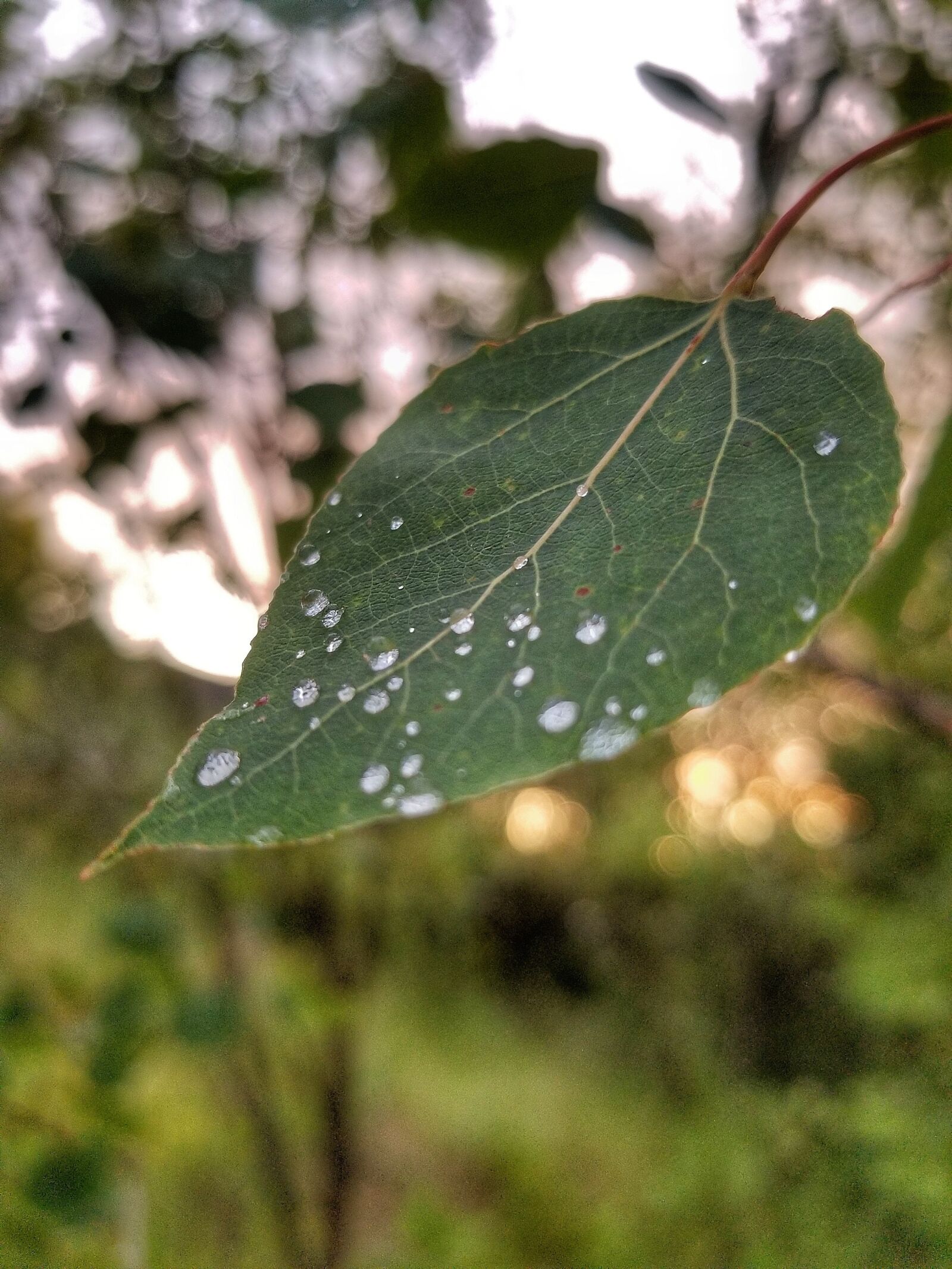 Samsung Galaxy S8 Rear Camera sample photo. Leaf, water droplets, rain photography