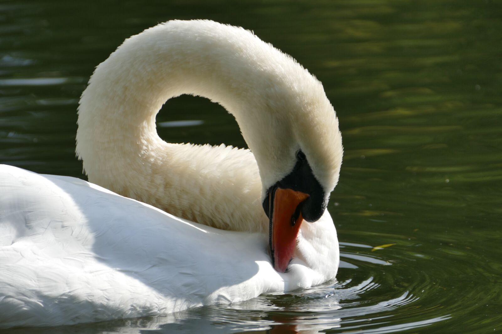 Panasonic Lumix DMC-FZ1000 sample photo. Swan, mute swan, water photography