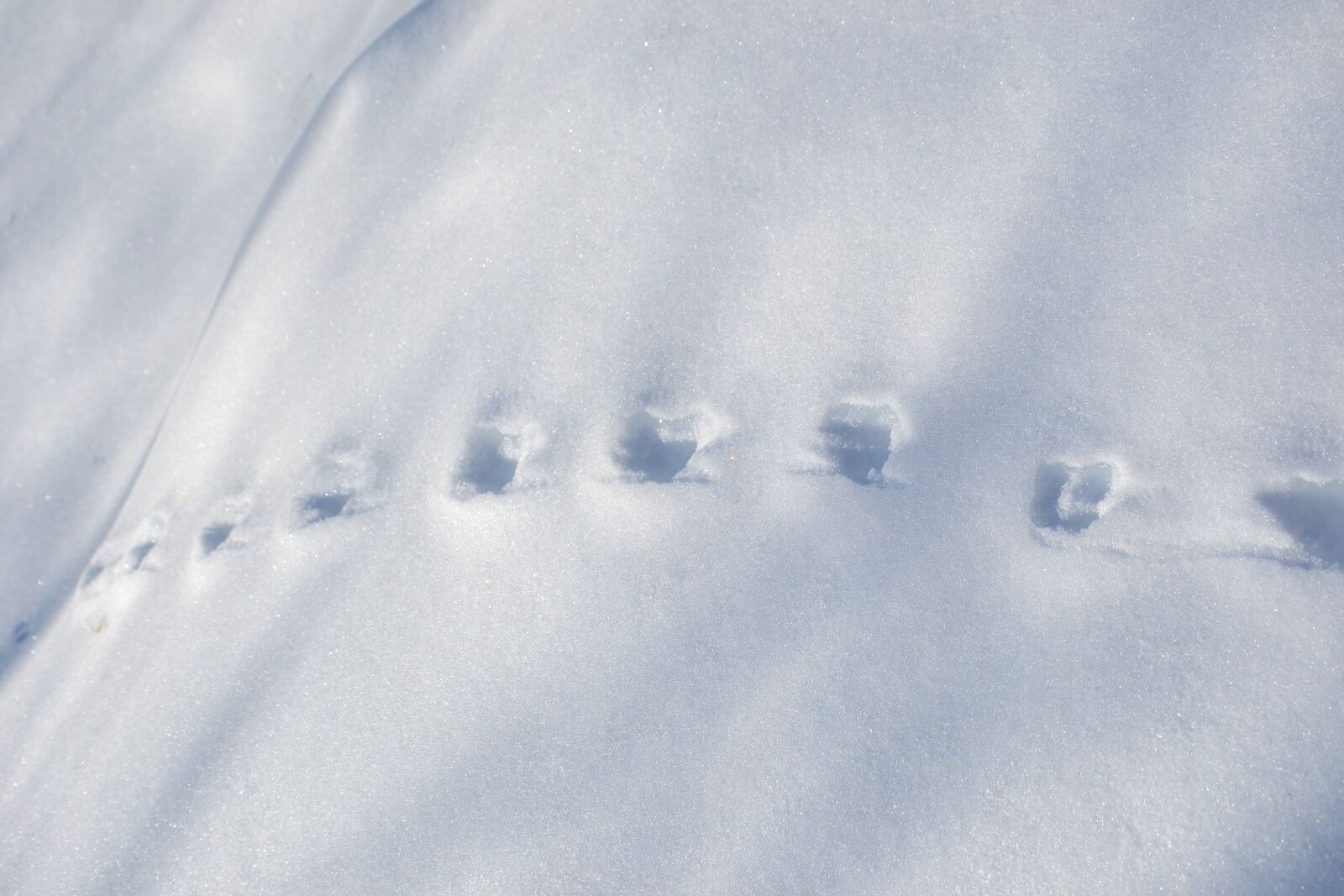 Nikon D3100 sample photo. Winter, snow, tracks photography