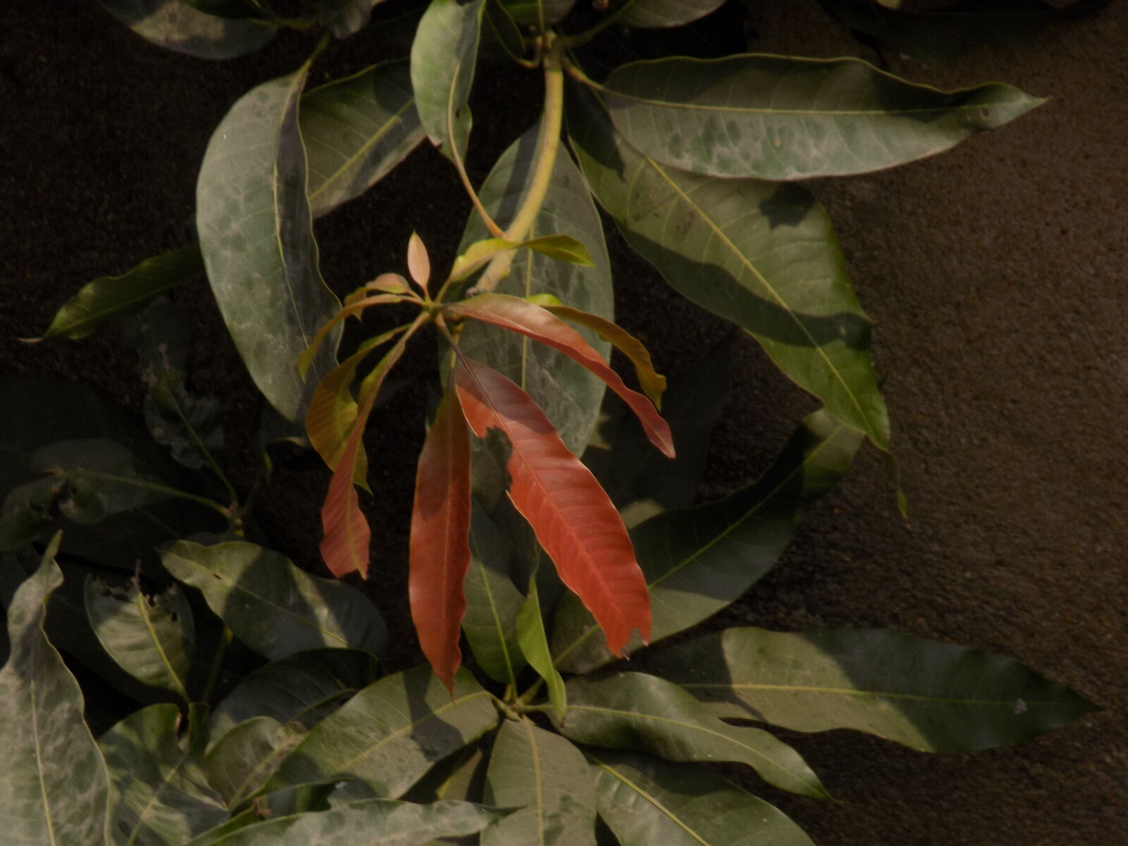 Nikon COOLPIX L330 sample photo. Autumn, leaf, red, leaf photography