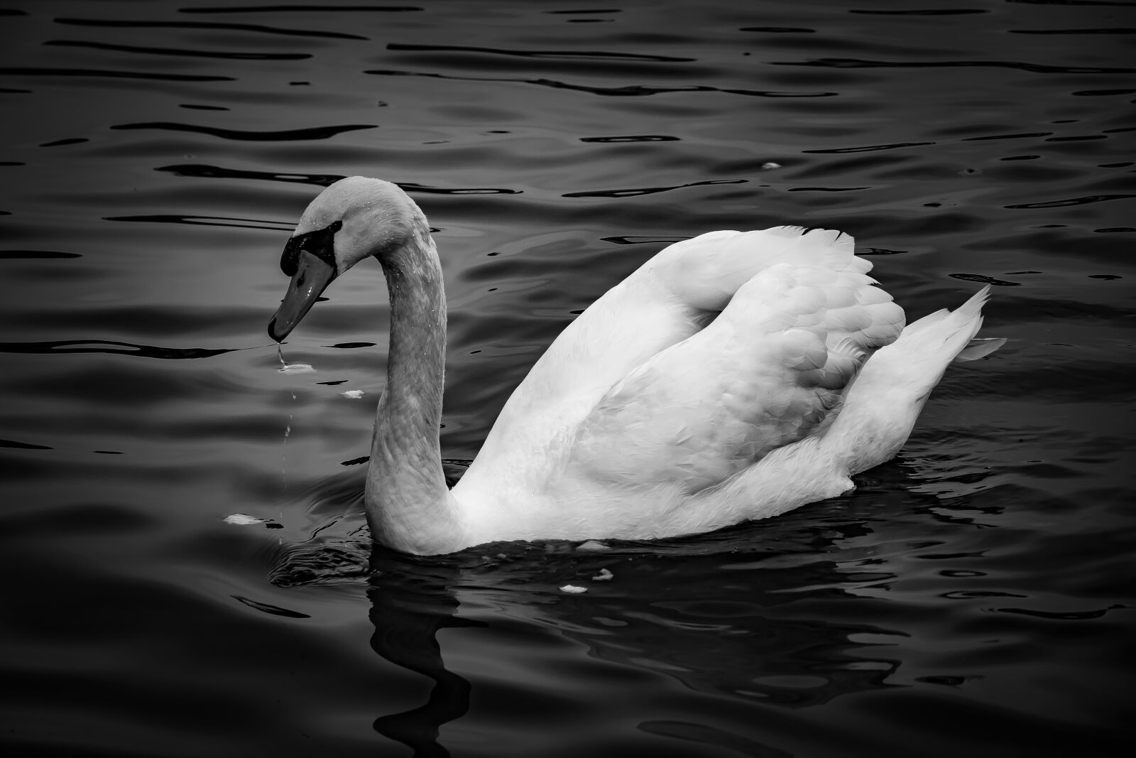 Canon EOS 60D sample photo. Animal, feather, feathered, feder photography