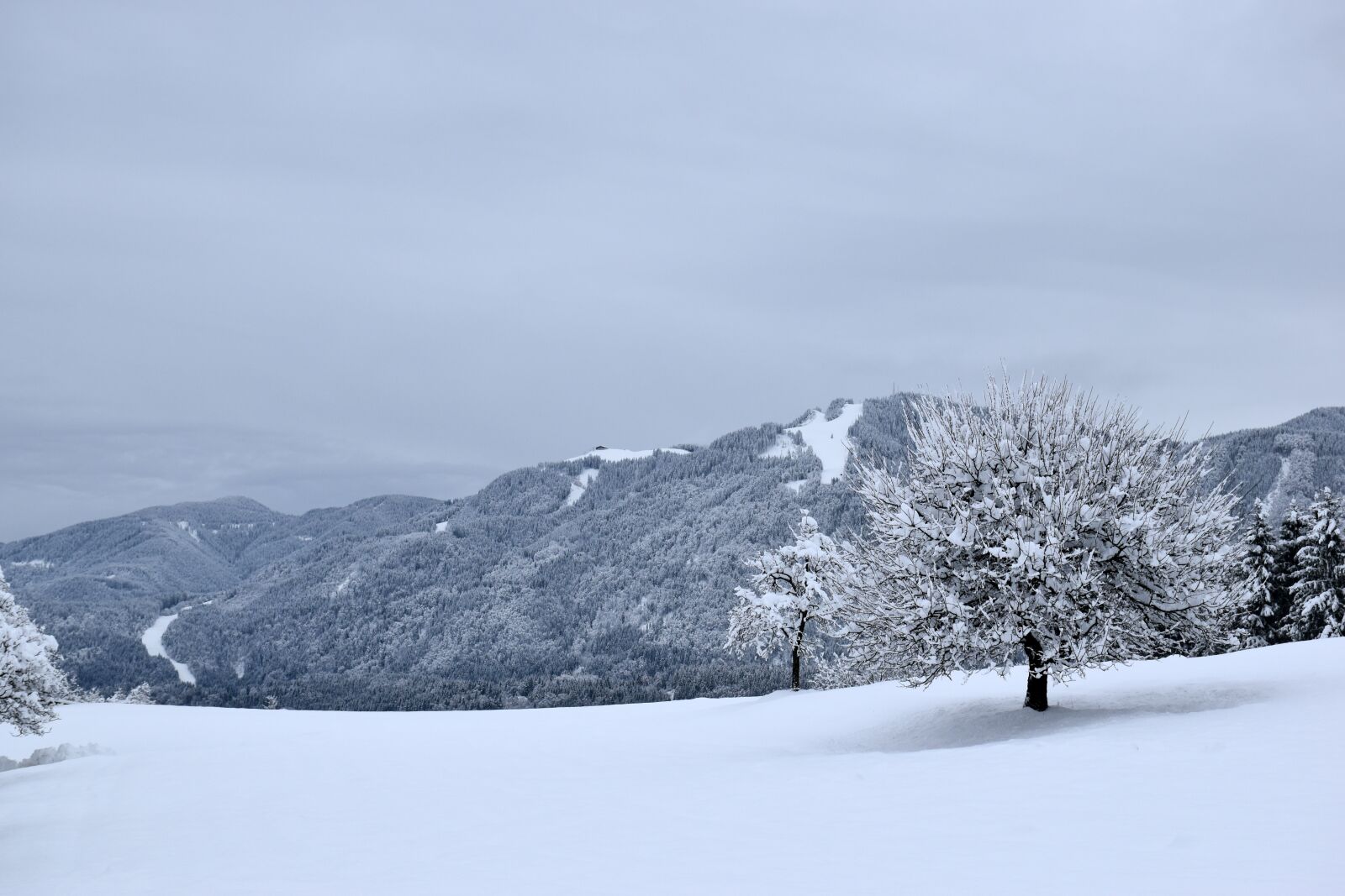 Nikon D5500 sample photo. Snow, winter, cold photography
