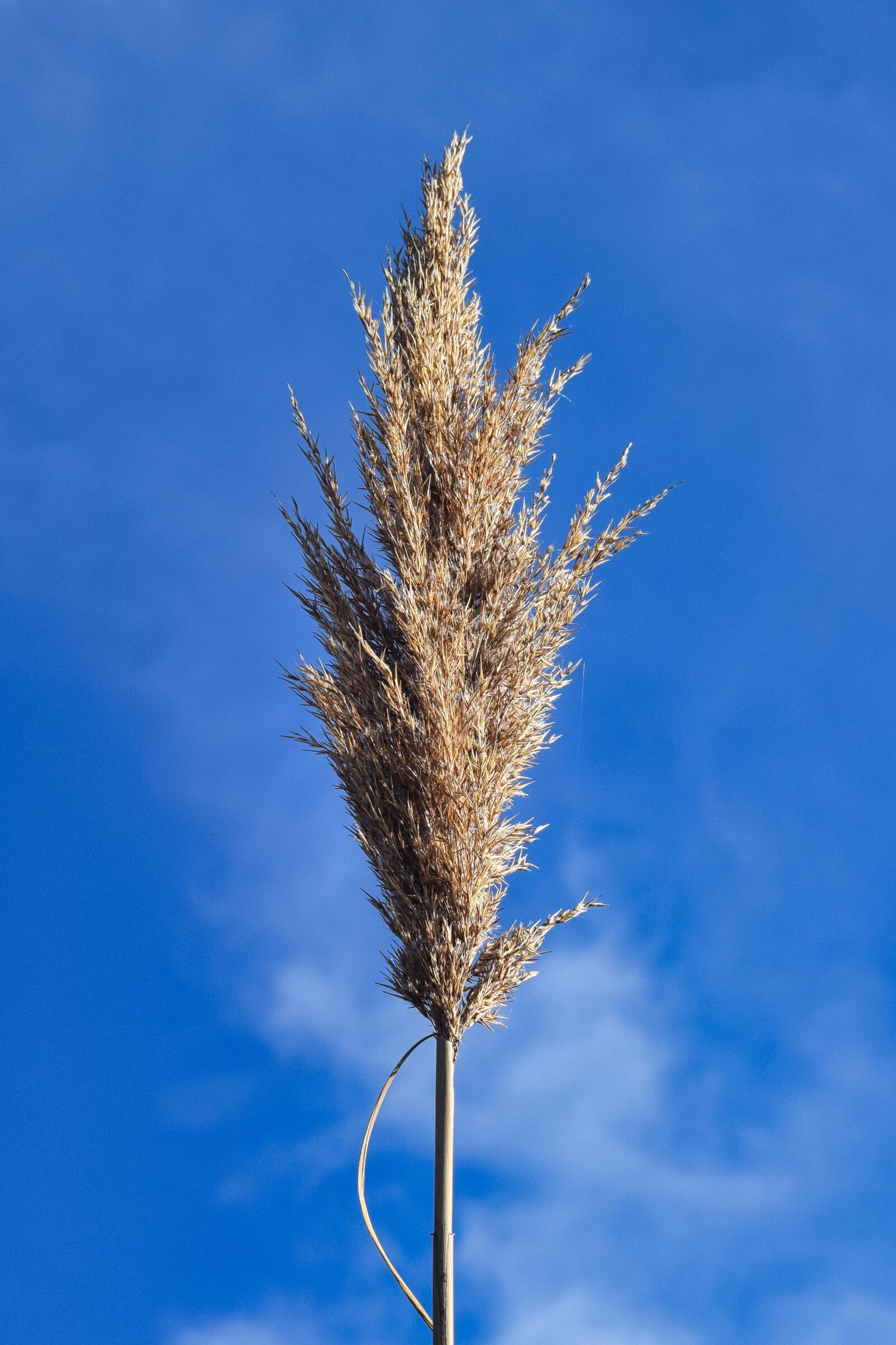 Nikon D3300 sample photo. Beach, grass, weed photography