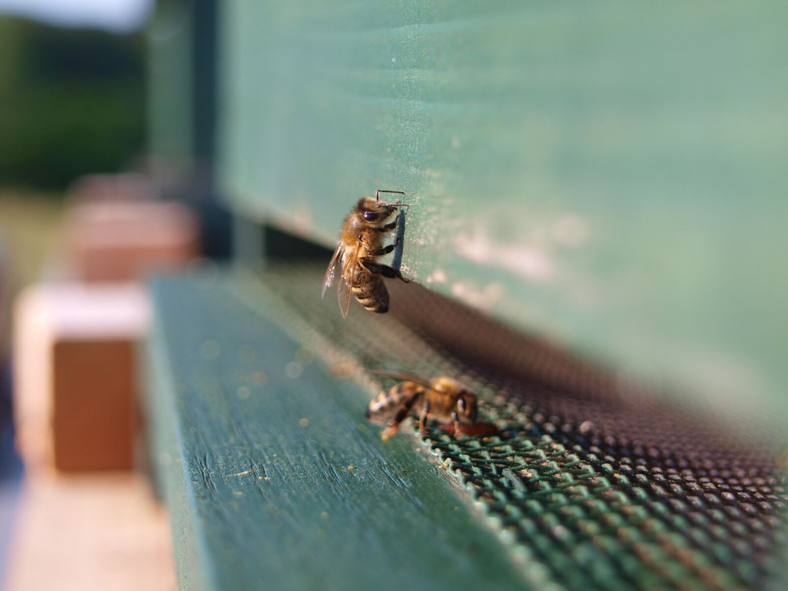 Olympus E-420 (EVOLT E-420) sample photo. Honey bee, insect, bee photography