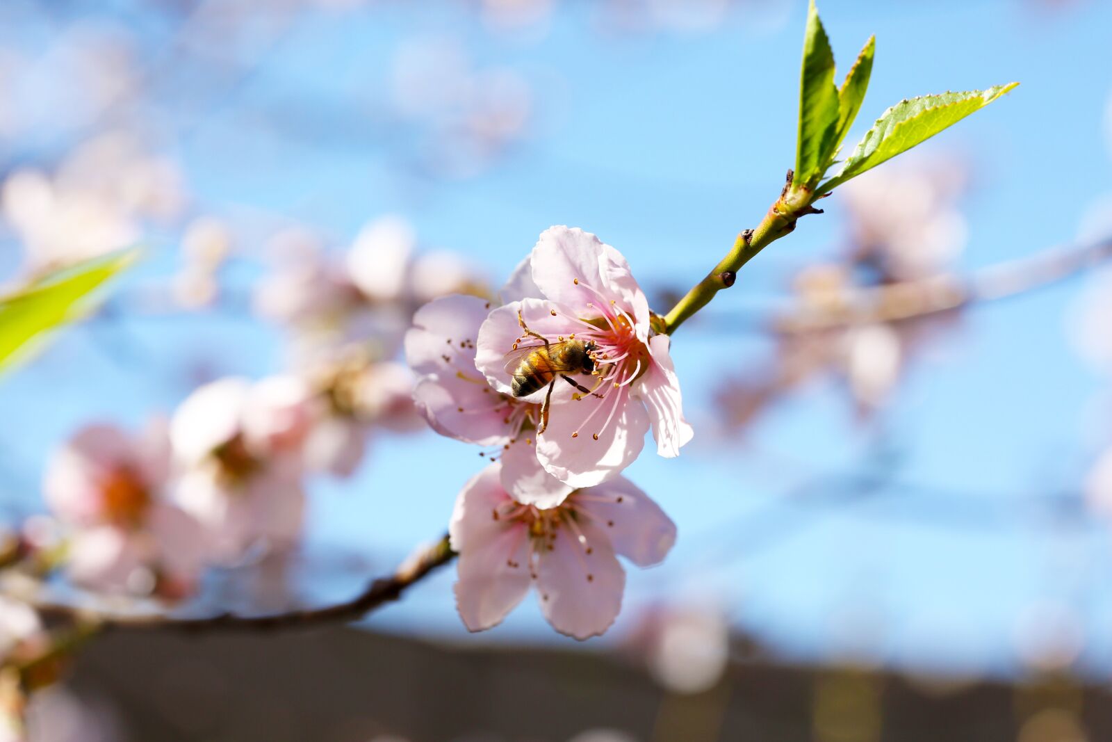 Canon EF 100mm F2.8L Macro IS USM sample photo. Bee, bees, pollinating photography