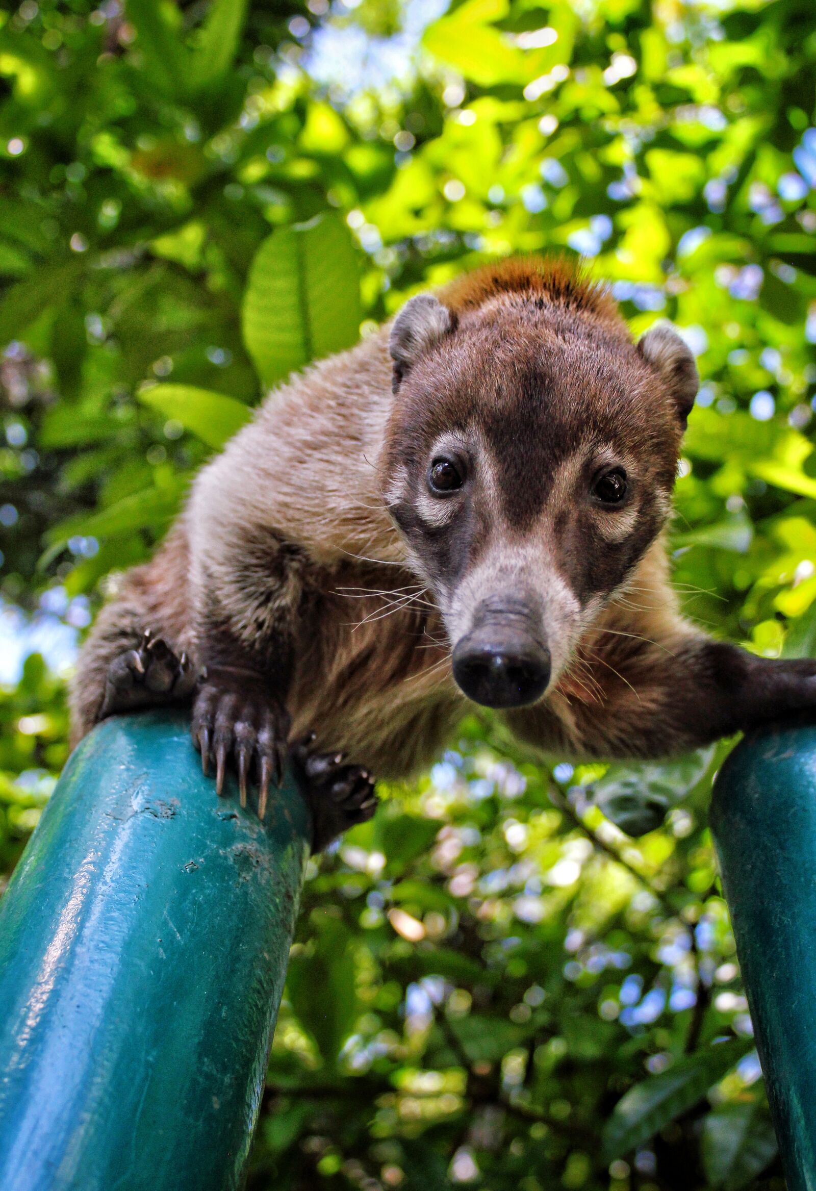 Canon EOS 1300D (EOS Rebel T6 / EOS Kiss X80) sample photo. Coati, animal, mammals photography